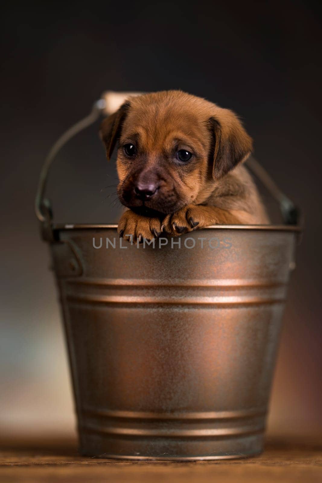 Dog in a metal bucket