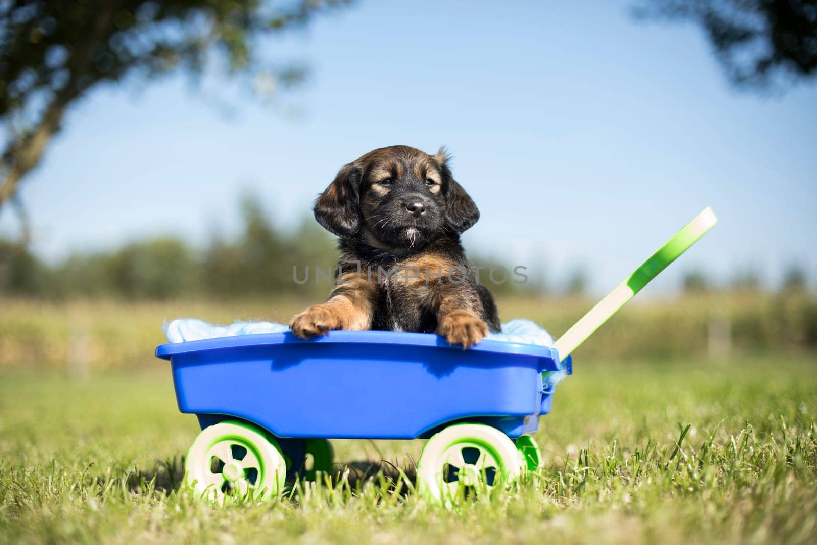 Cute dog in a toy wagon on the grass