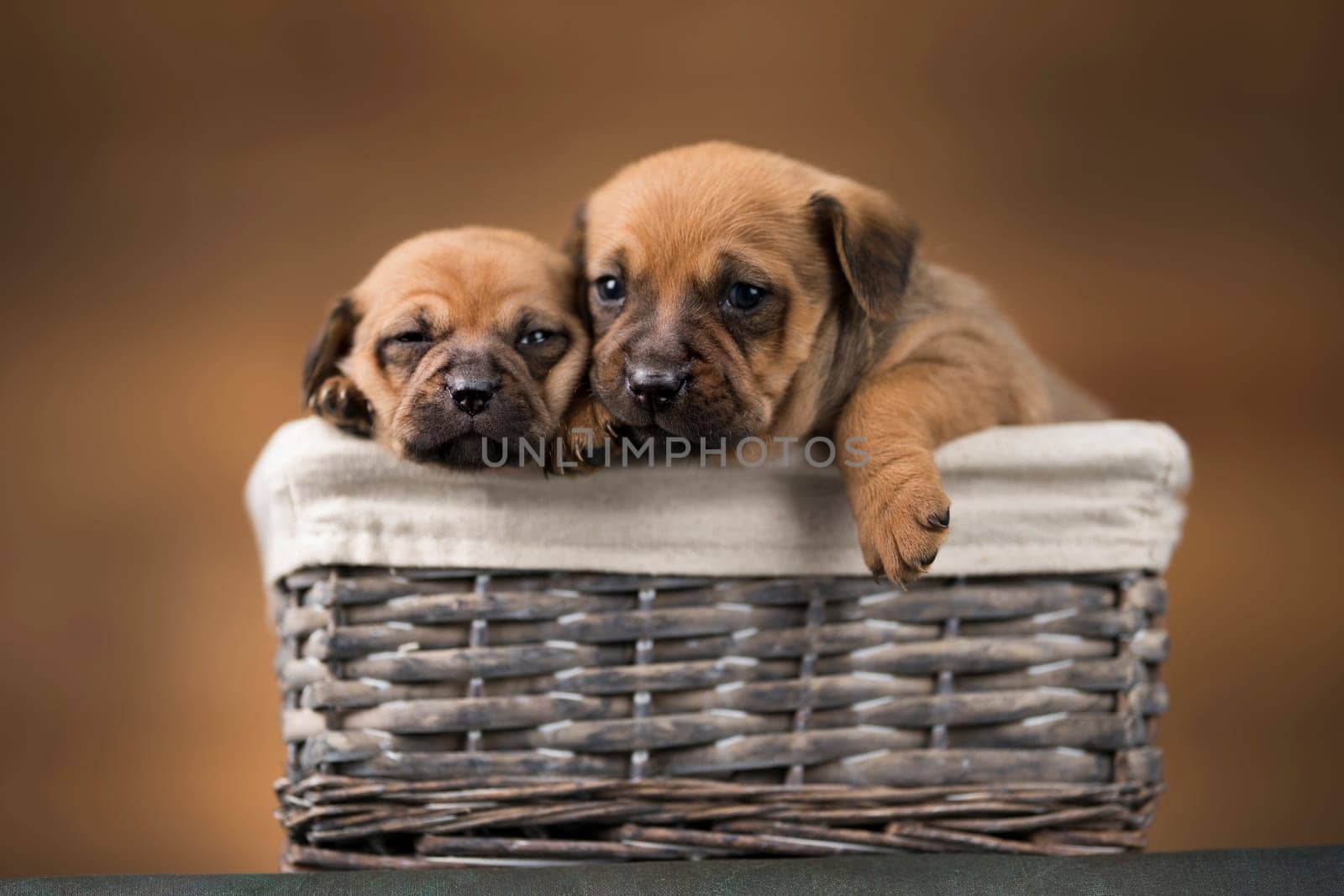 Little dogs in a wicker basket