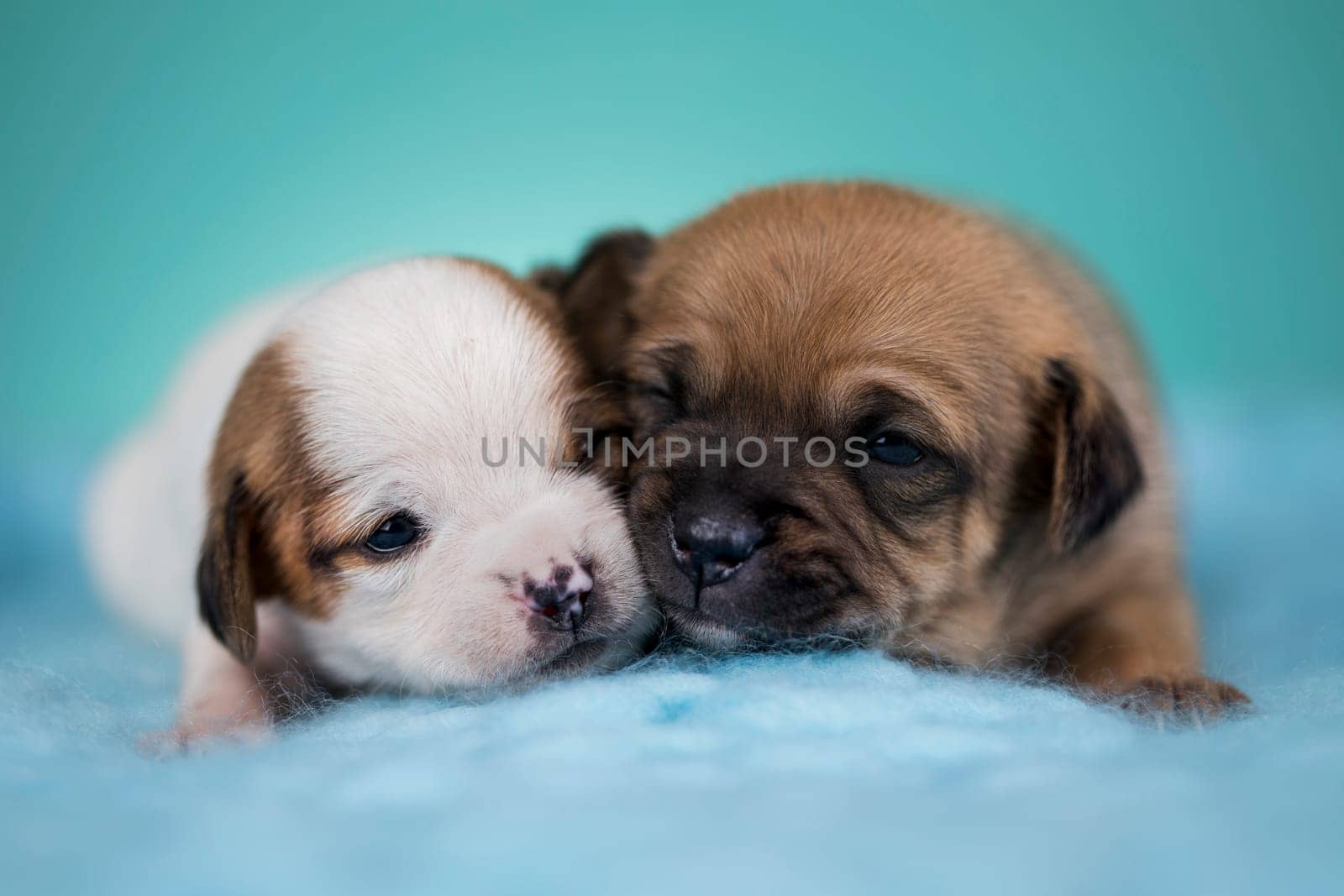 Beautiful happy puppy dogs a metal basket