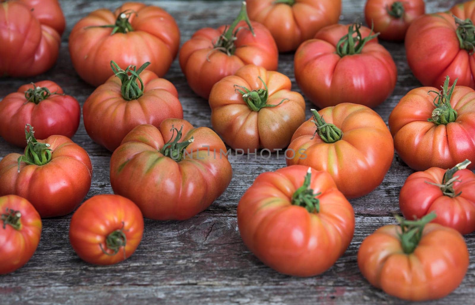 Tomatoes vegetable garden, organic products