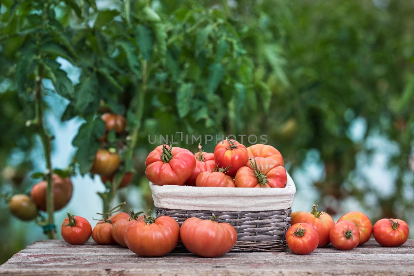 Vegetables, Tomatoes,  on desk in garden