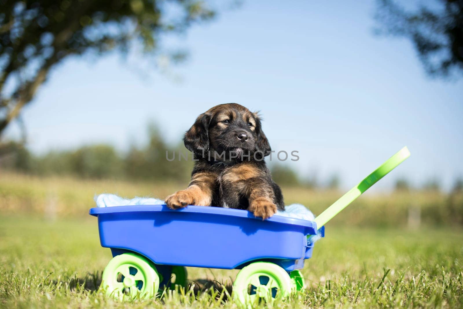 Cute dog in a toy wagon on the grass