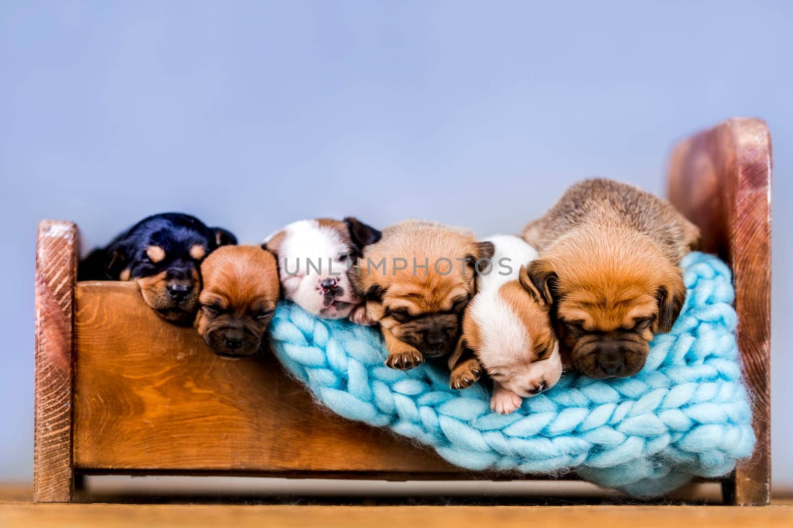 Dogs sleep on a small wooden bed