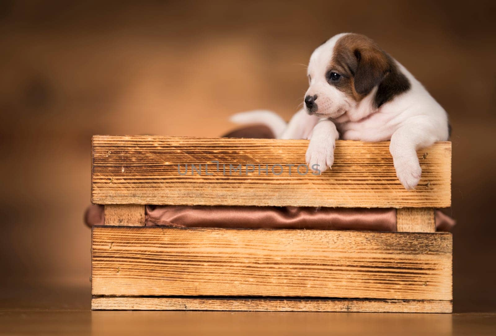 Dog in a wooden crate