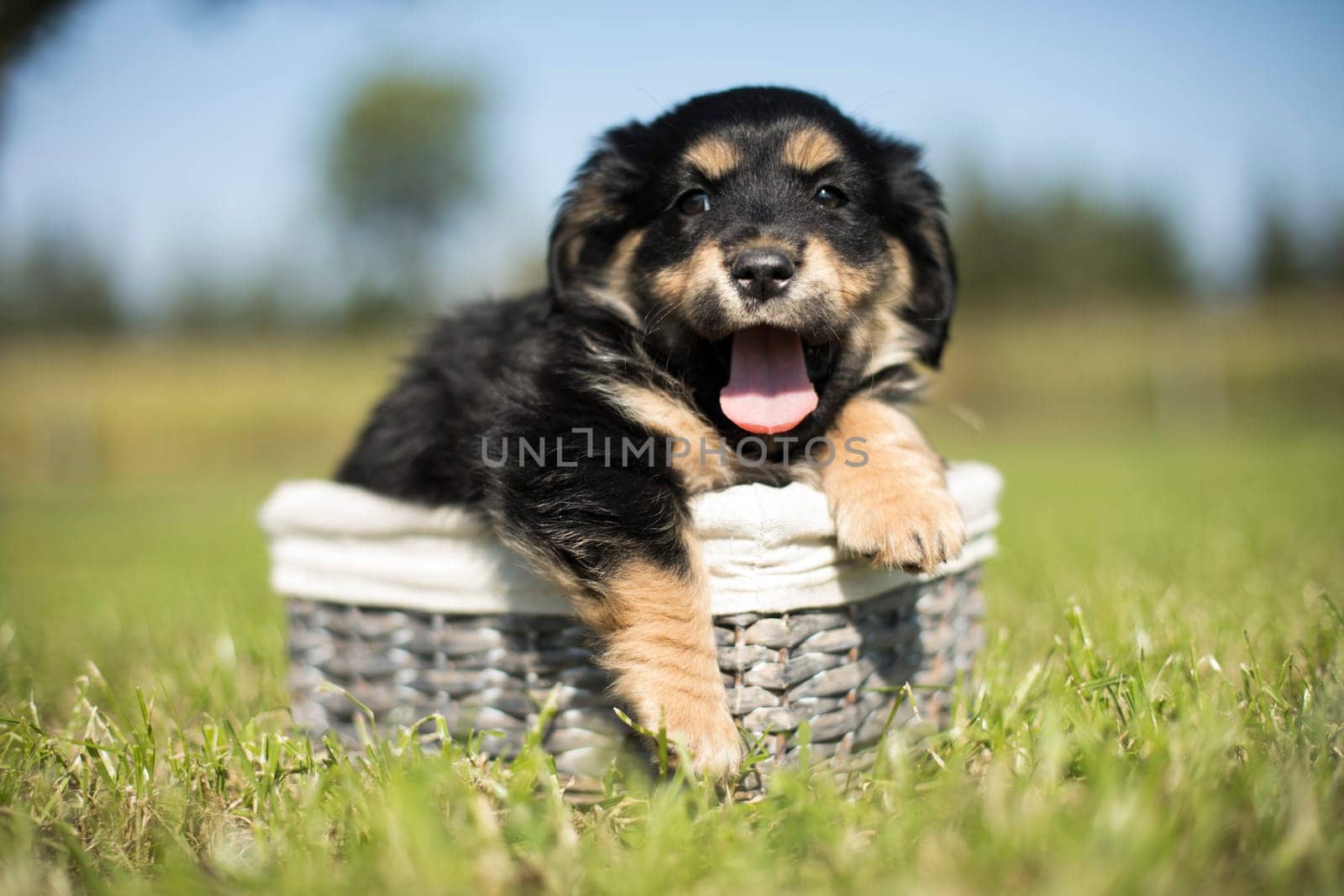 Puppies in a wicker basket