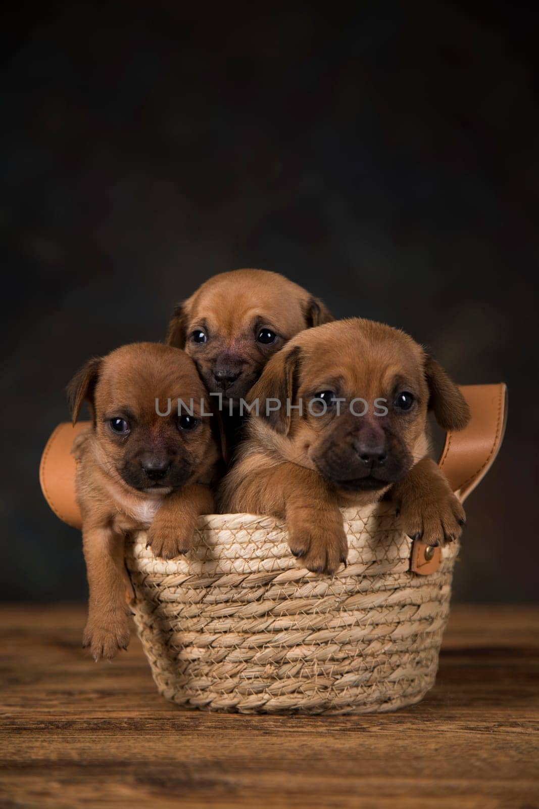 Small puppies in a wicker basket