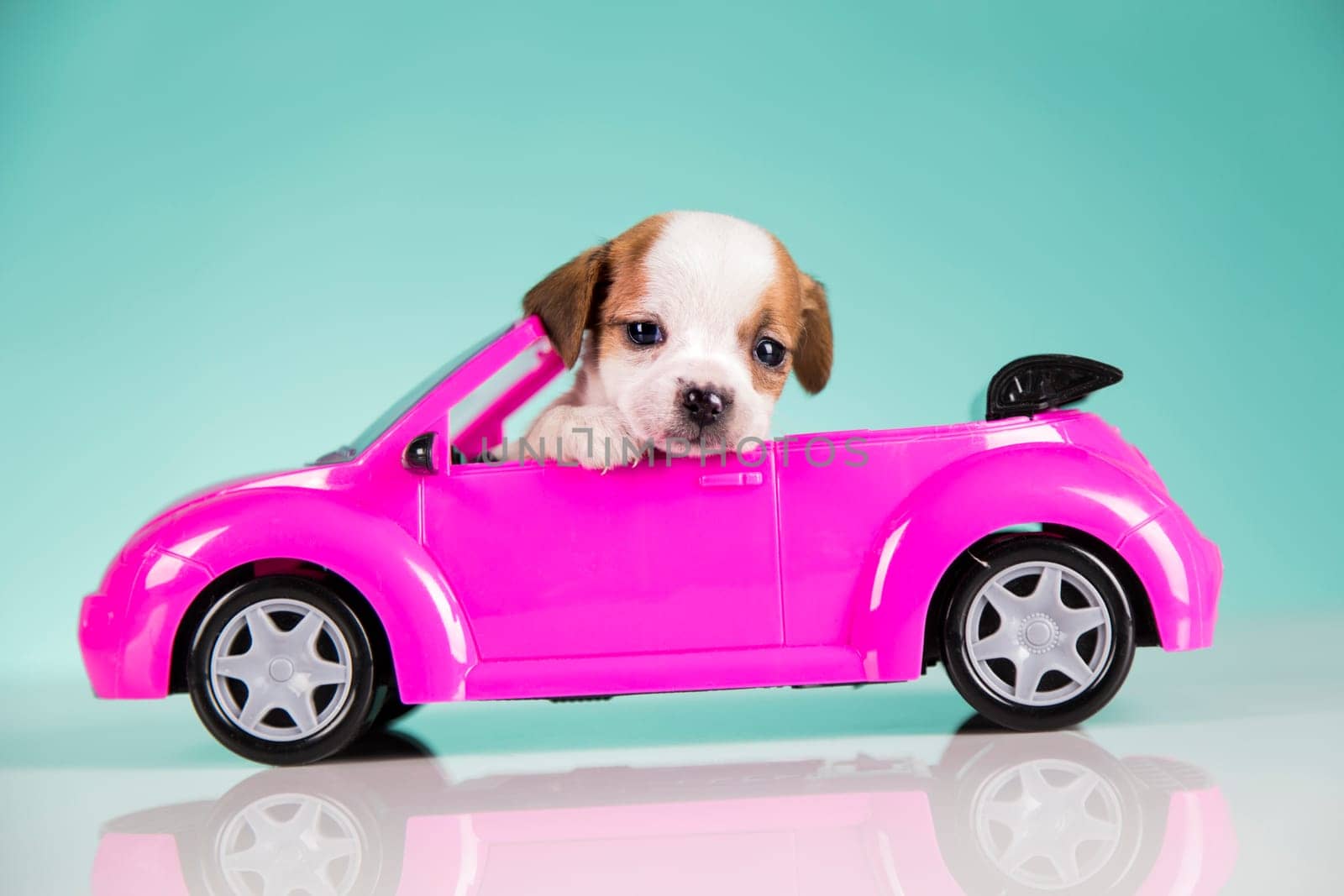 Dog in a pink car