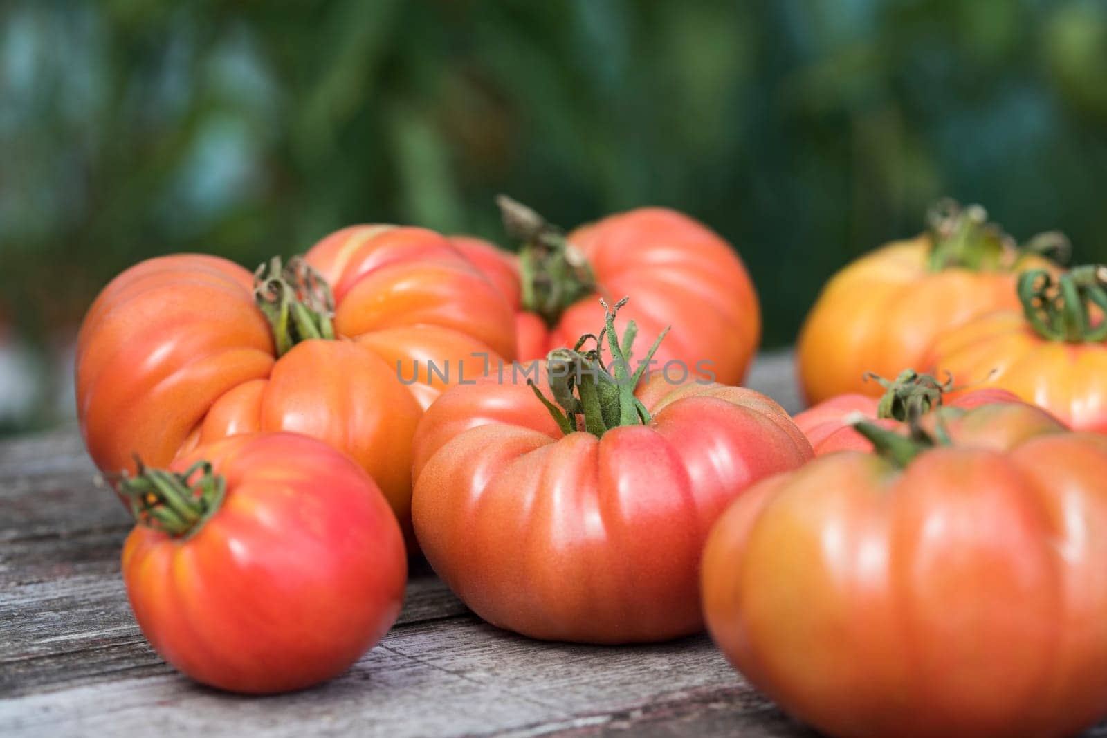 Vegetables, Tomatoes,  on desk in garden