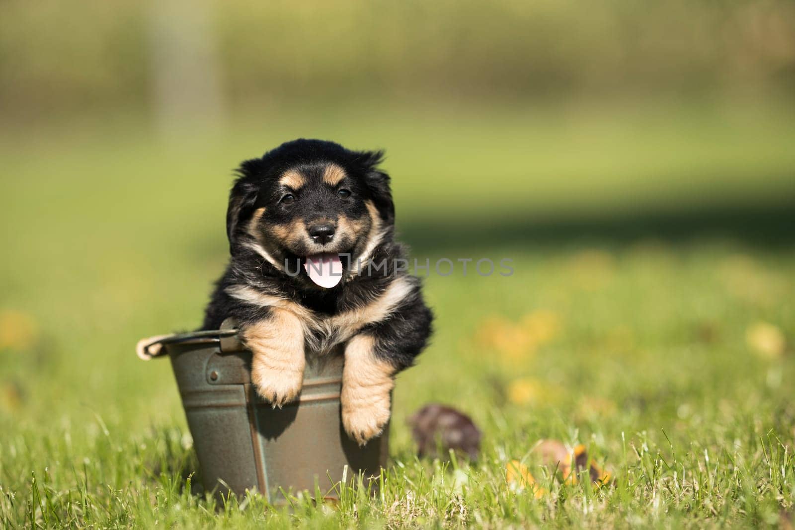 A small dog in a metal bucket