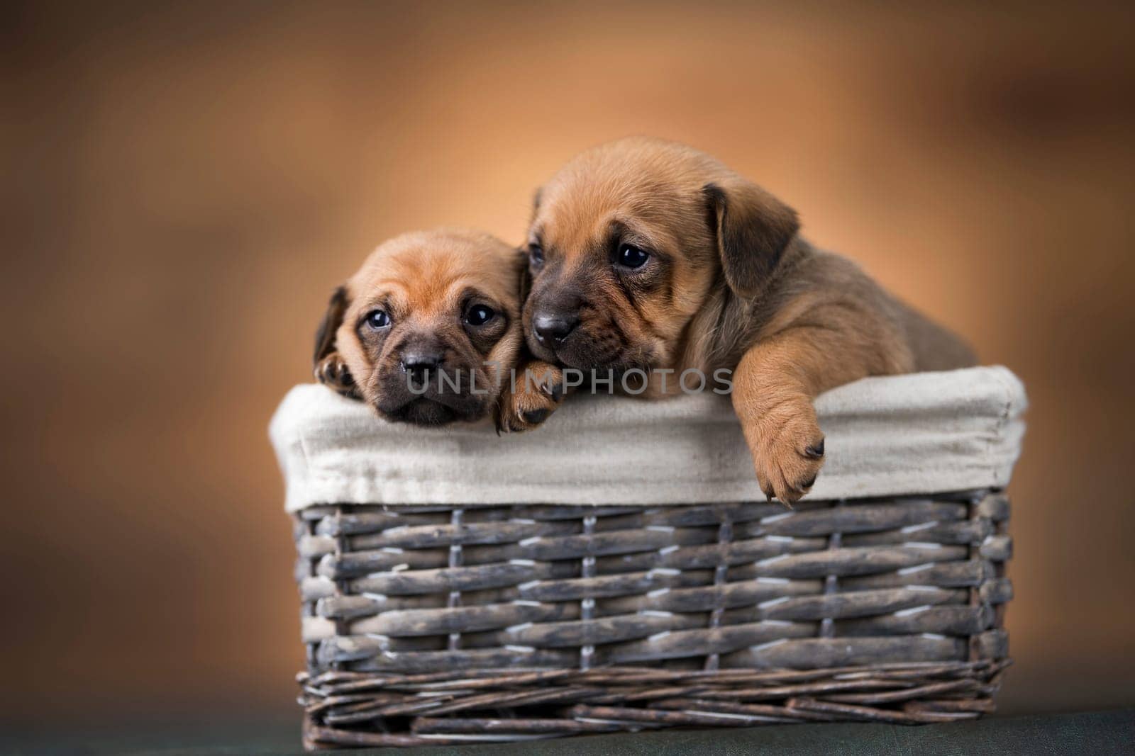 Little dogs in a wicker basket