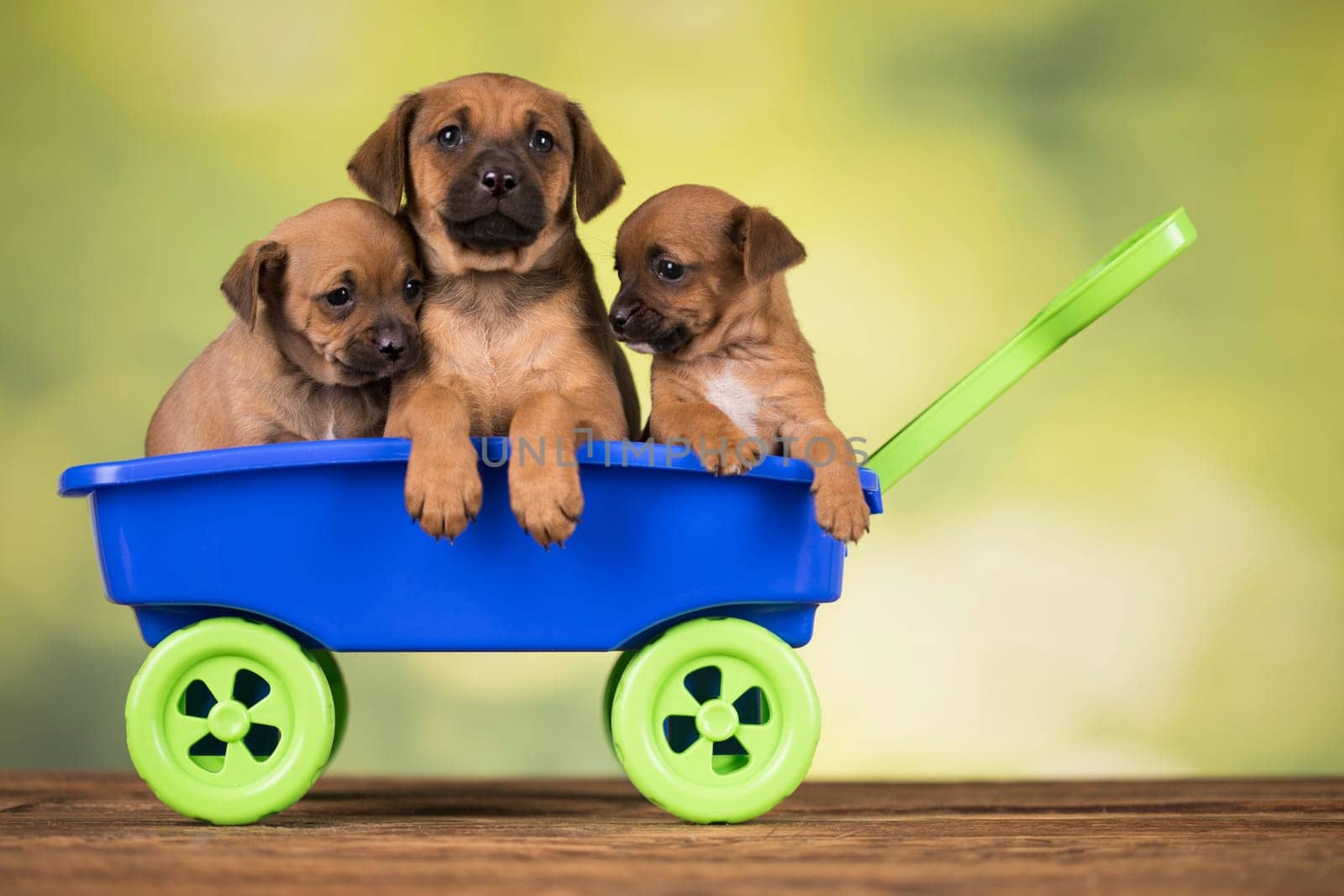 Beautiful little puppies in a toy wagon