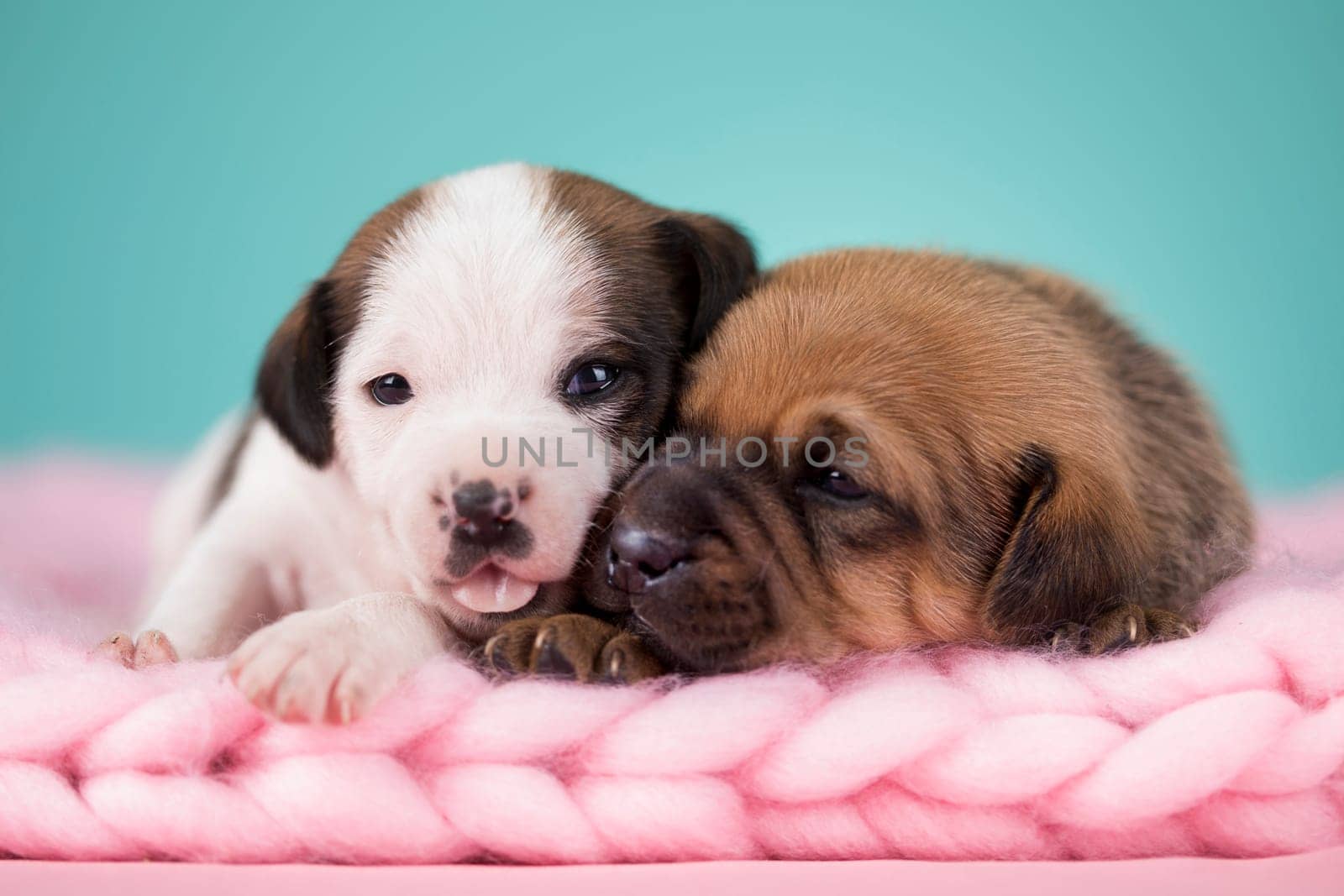 Dogs on a sleeps on a blanket