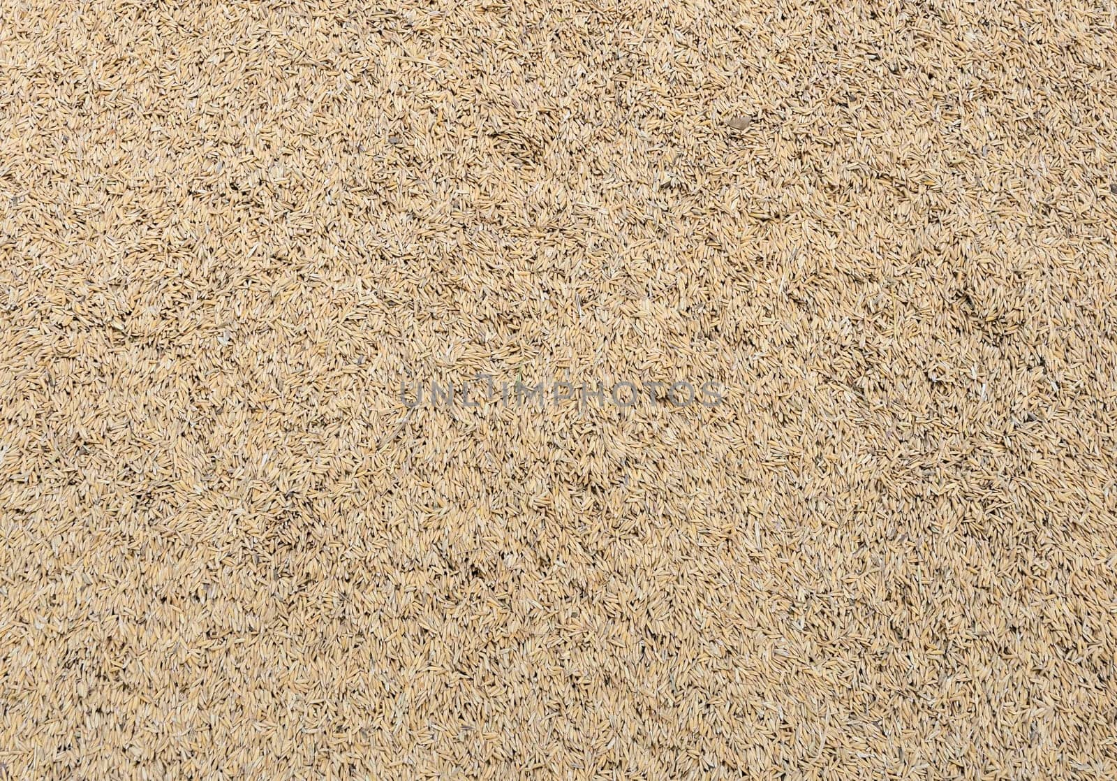 Paddy rice grain (unmilled rice) background