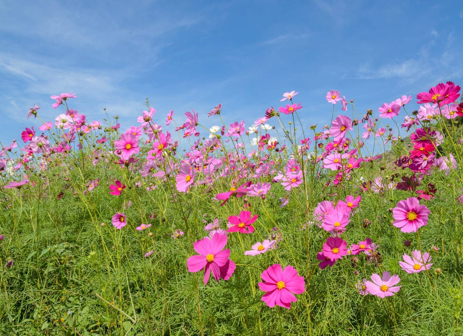 Beautiful view of cosmos flower in blue sky