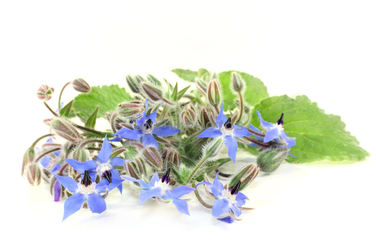 Borage leaves and flowers against a bright background