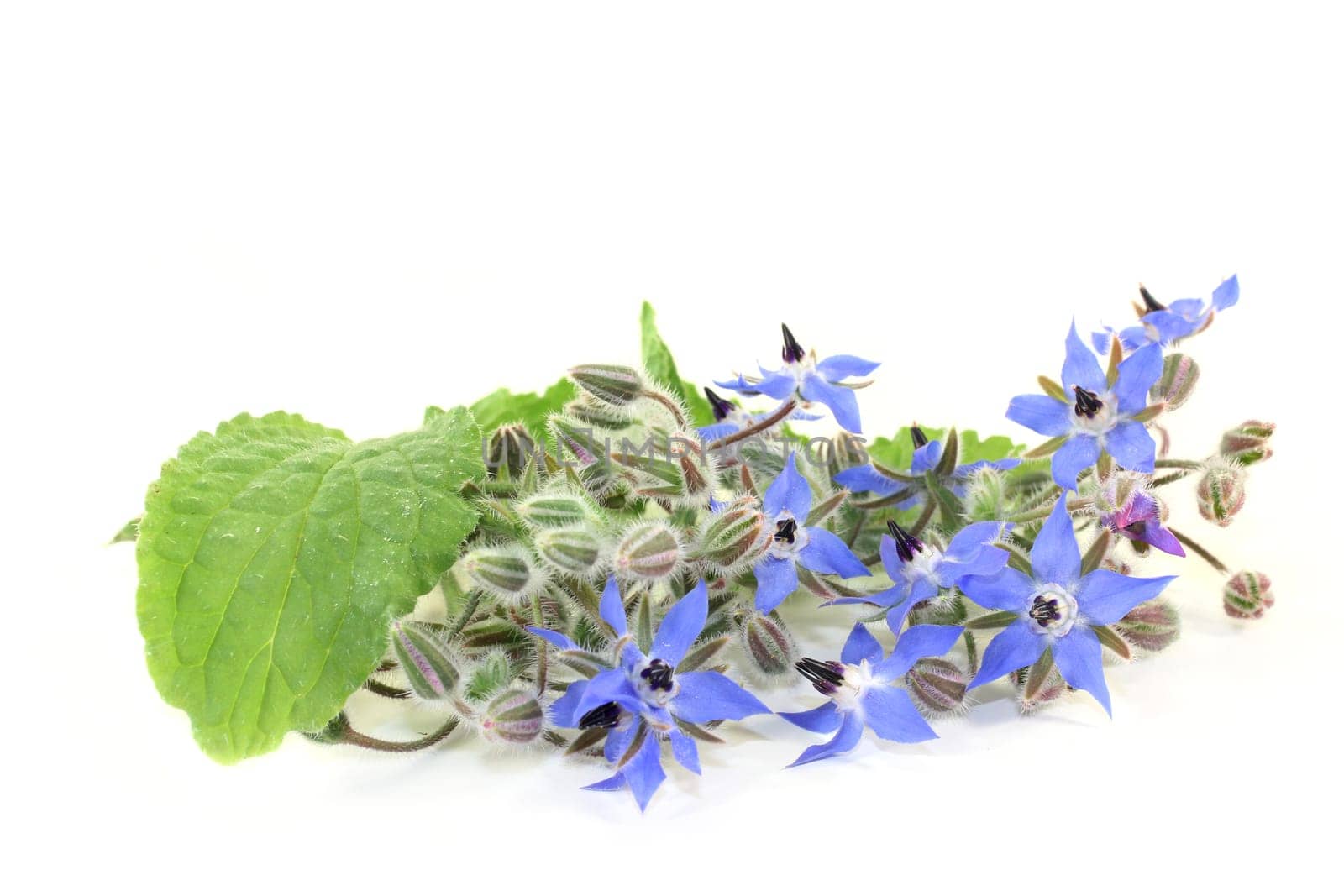 Borage leaves and flowers against a bright background