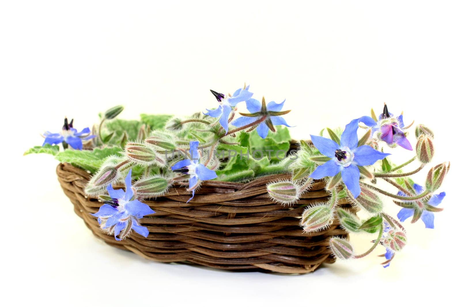 Borage leaves and flowers against a bright background