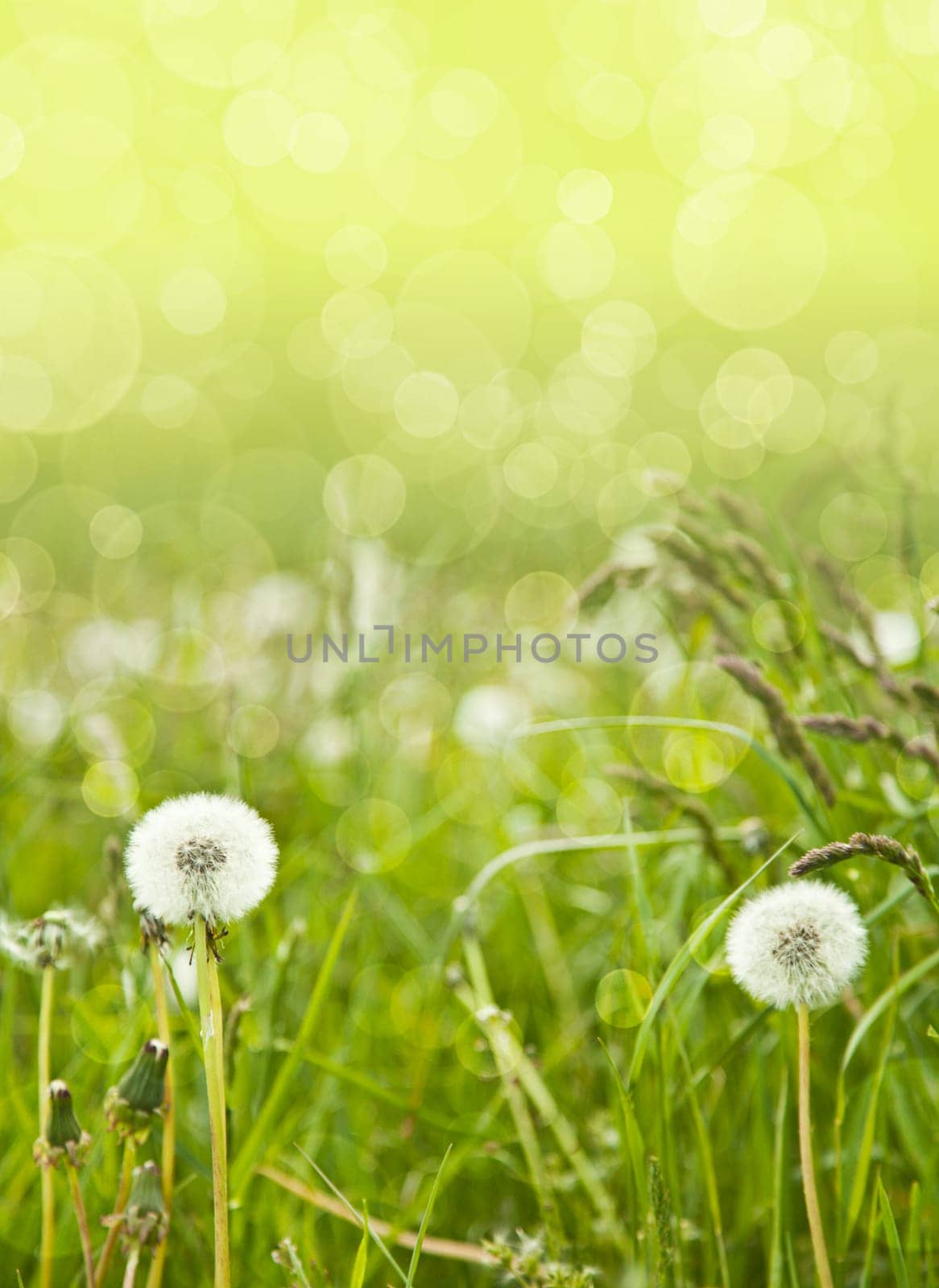 Background Spring