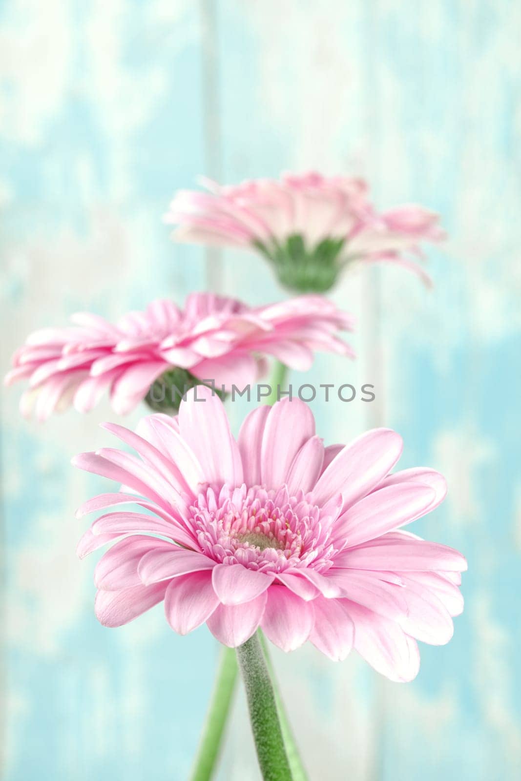 Flowers pink