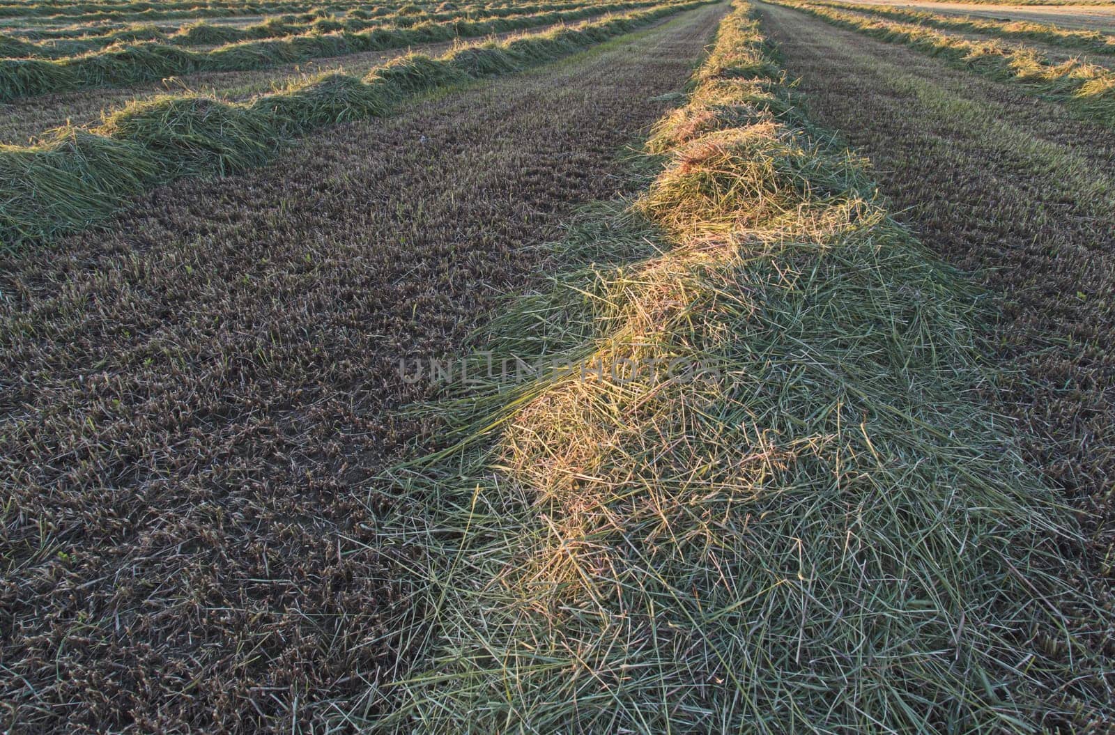 Cut Hay in Field in lines.