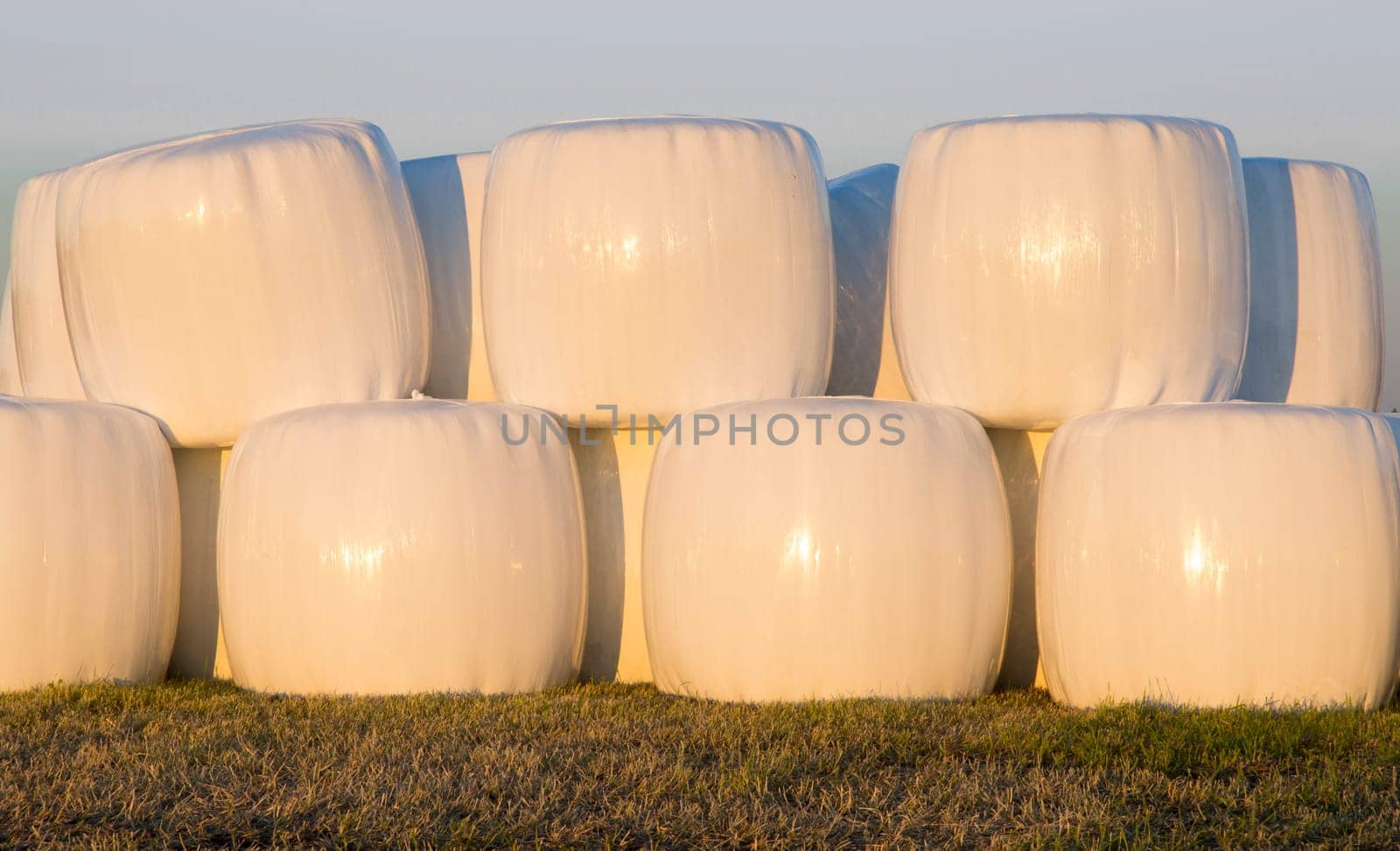 Wrapped Silage Bales in Field
