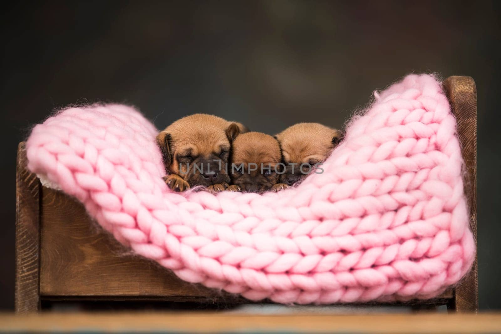 Dogs sleep on a small wooden bed