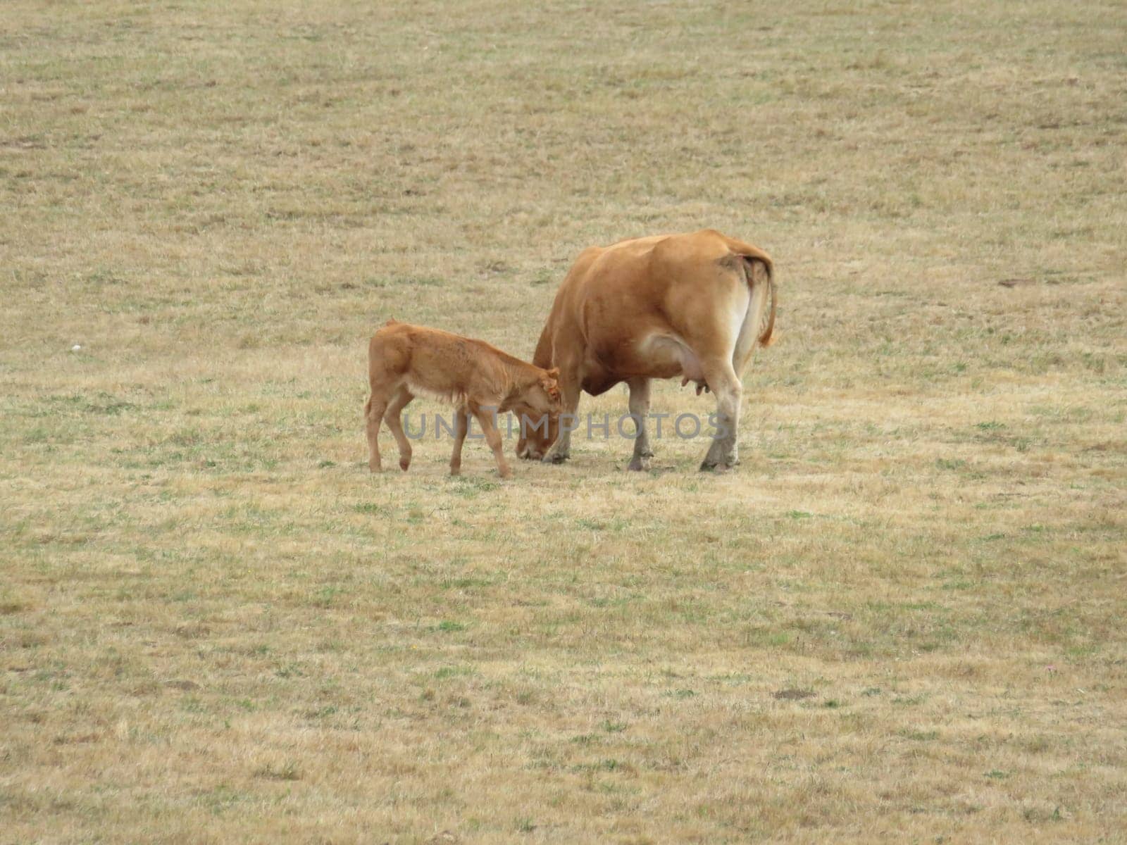 livestock cows animals mammals meat milk green meadows