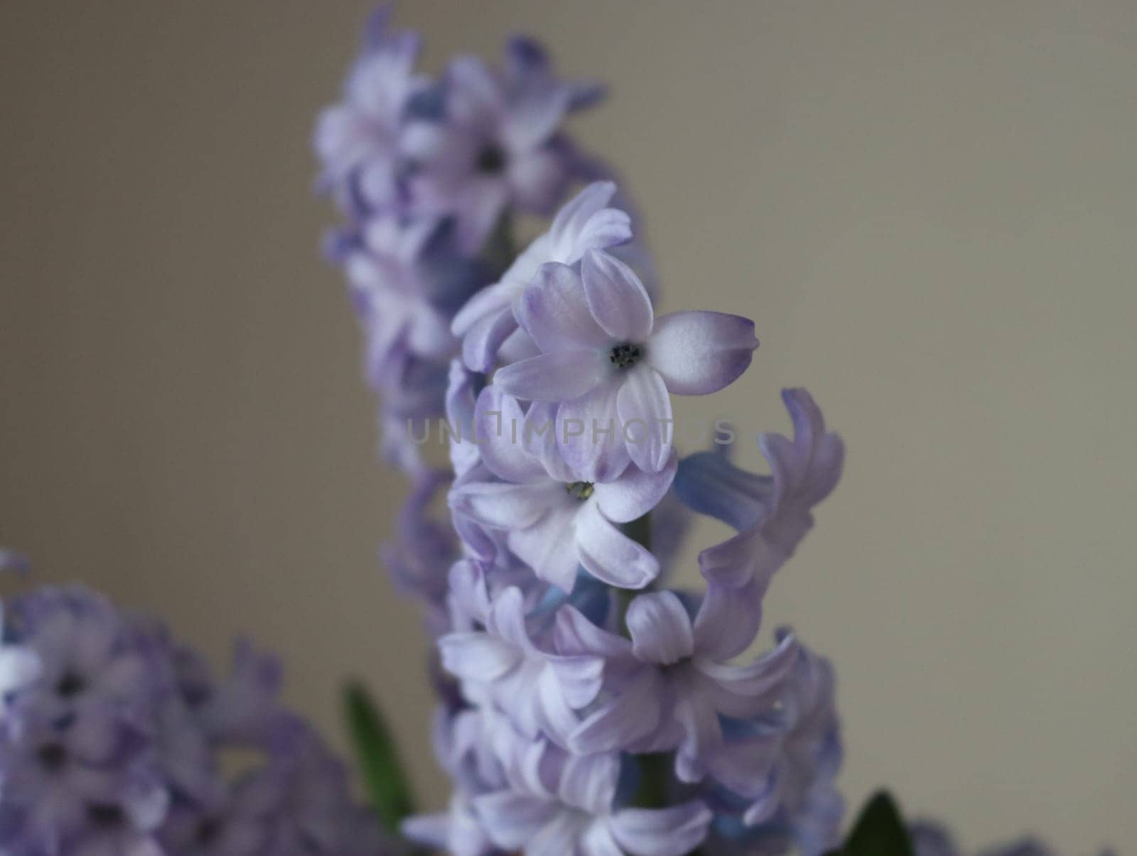beautiful natural flowers aromatic spring romanticism gift