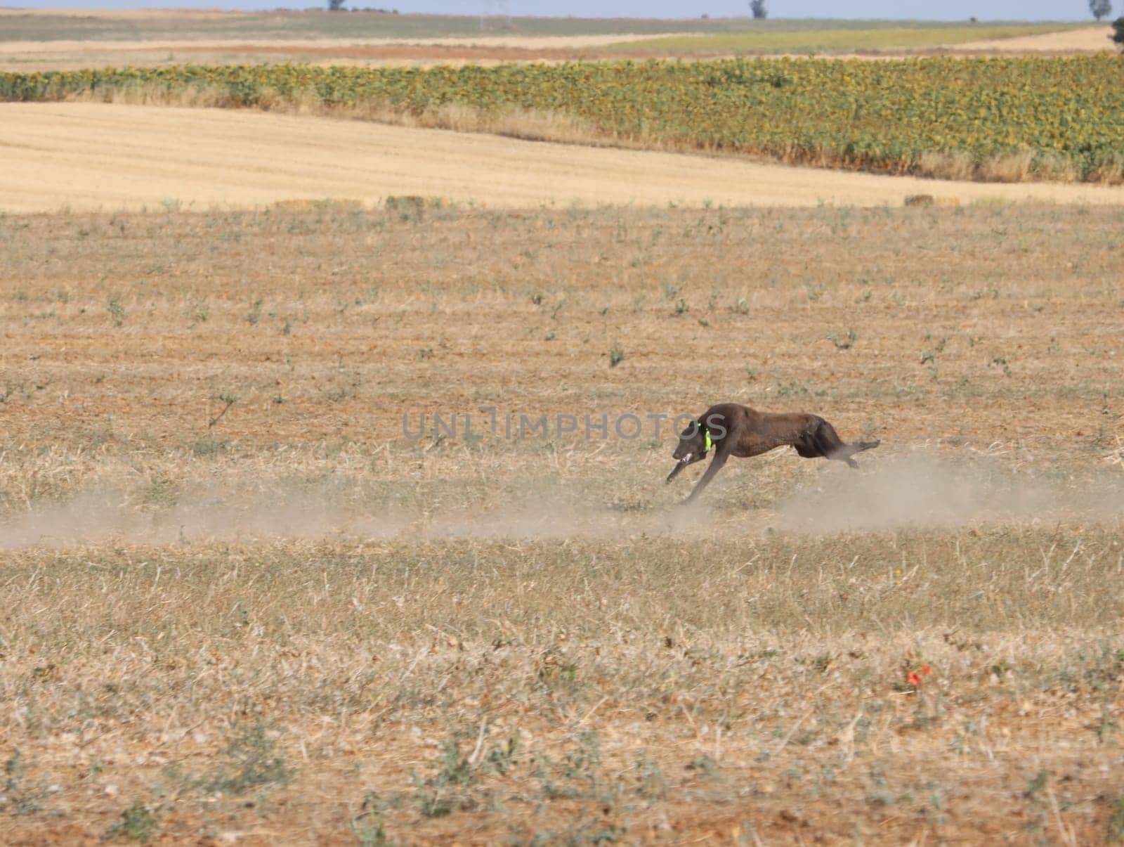 greyhound race fast dog domestic animal field hare hunting