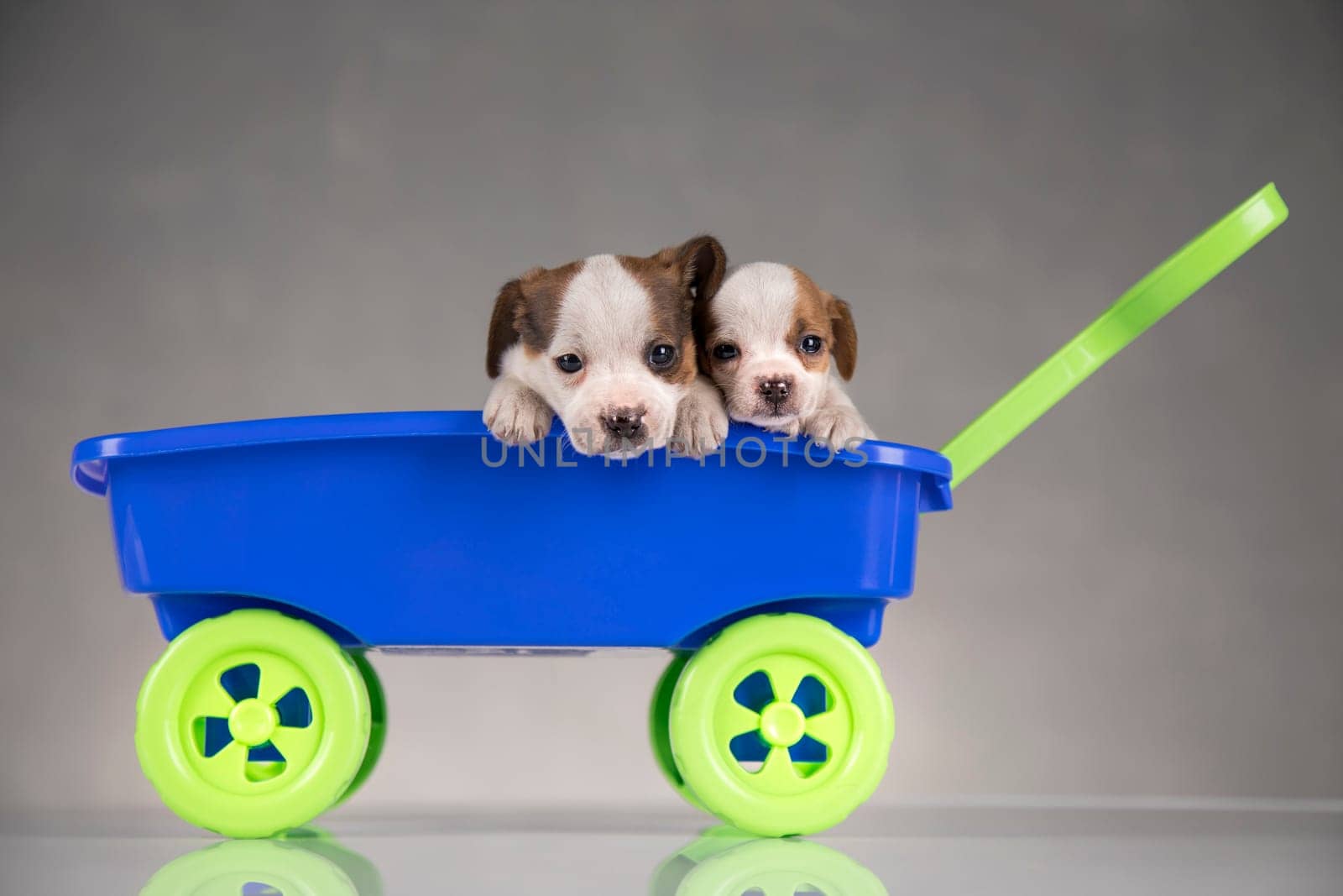 Cute doggies in a toy wagon