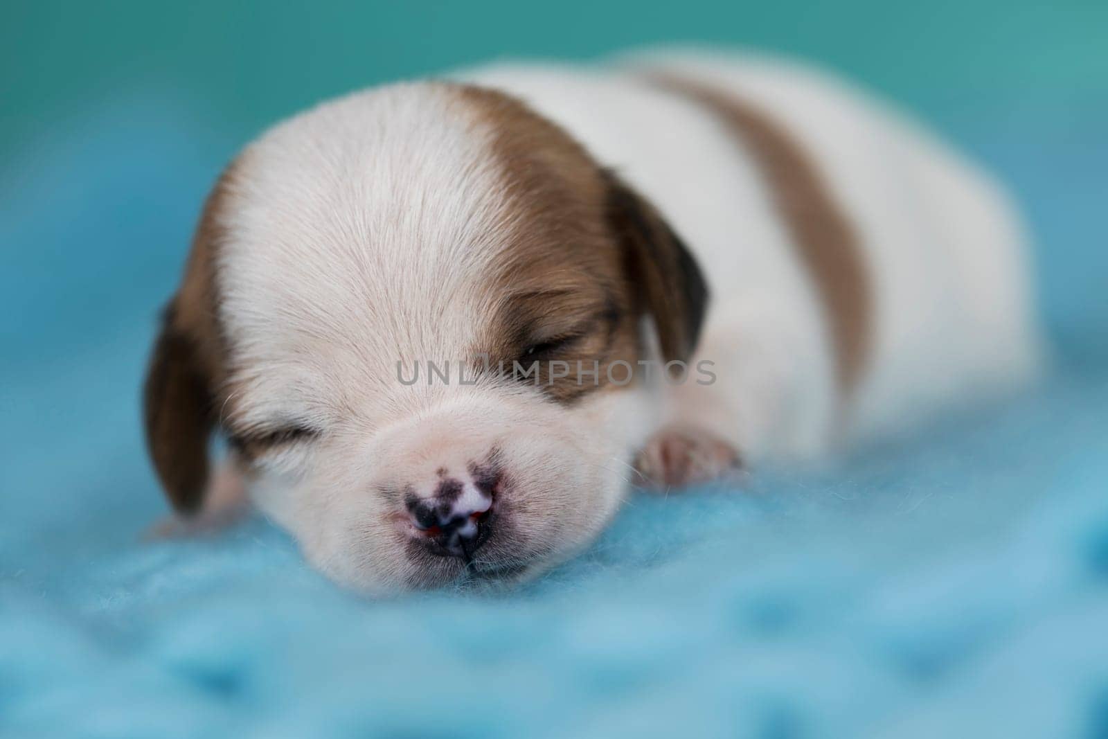 Little cute puppies are sleeping on a blanket