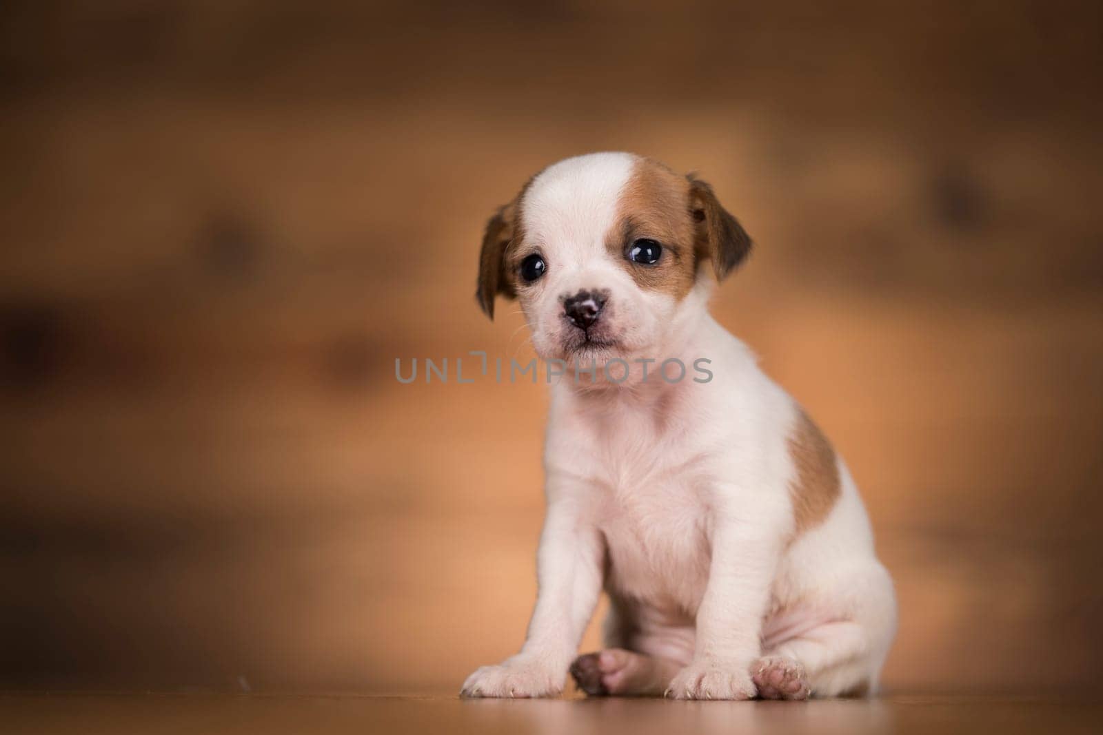 Small dog on a wooden background