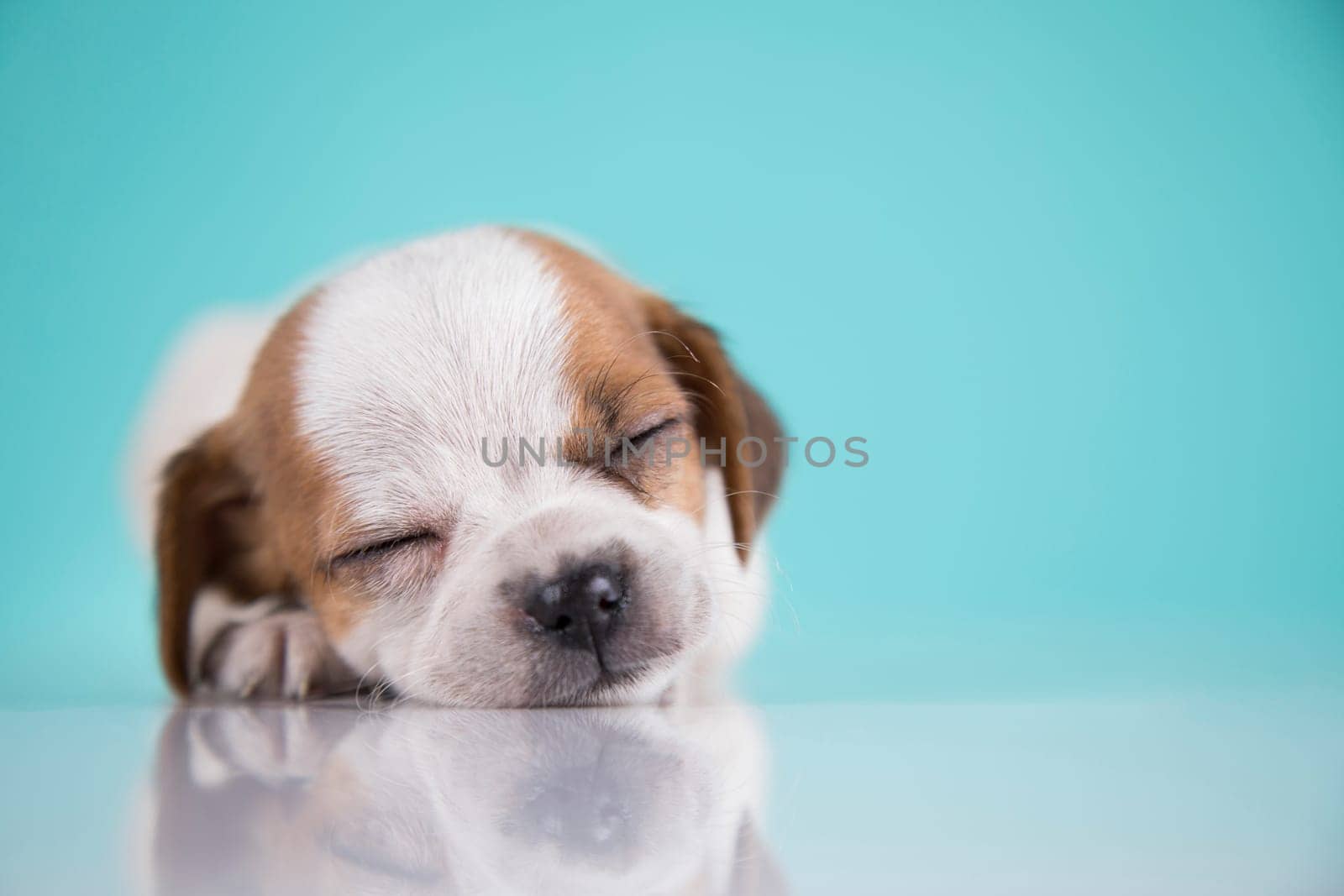 Small happy dog are sleeping