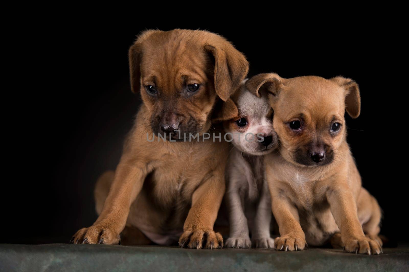 Dog on a black background