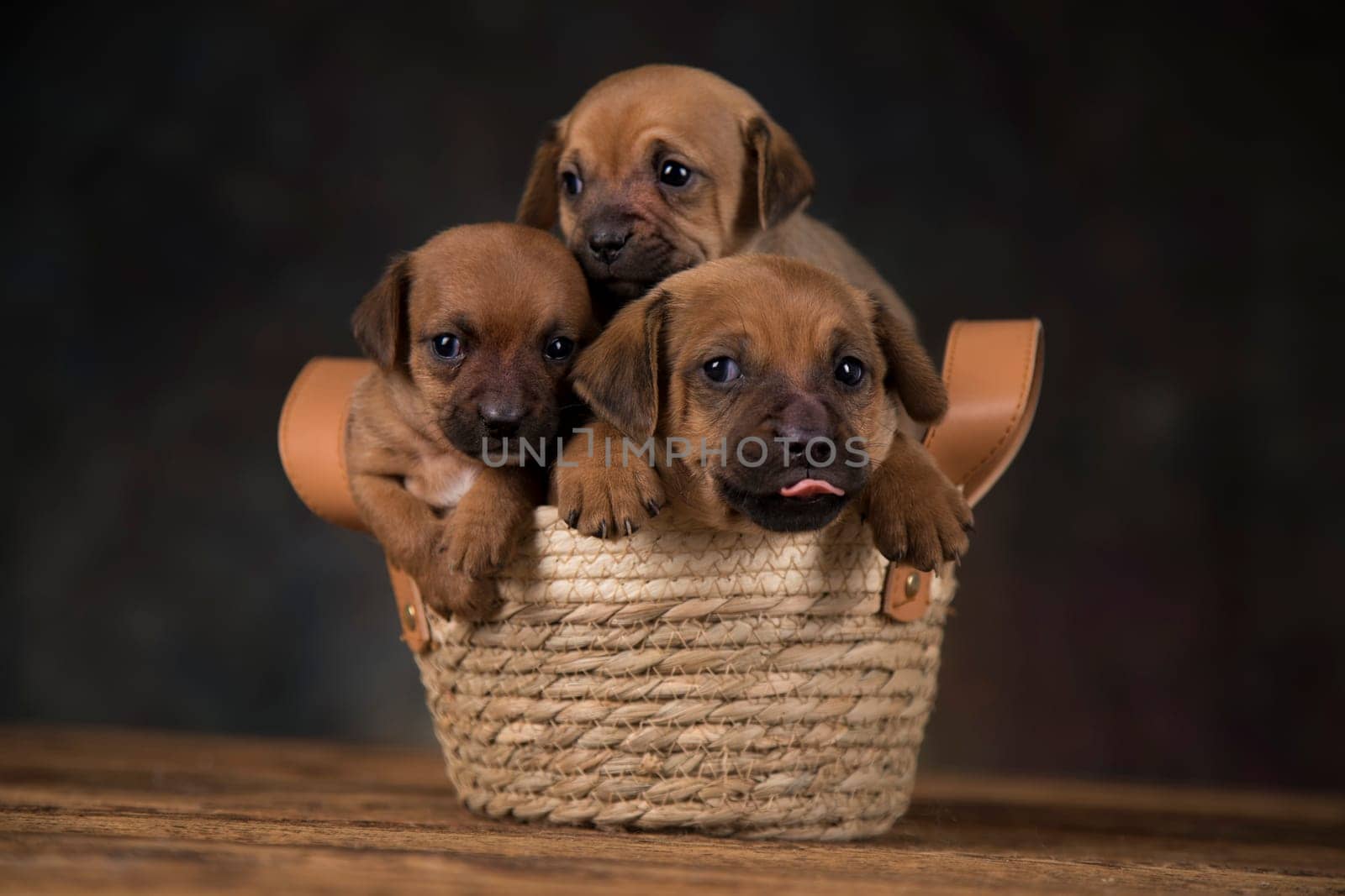 Dogs in a wicker basket