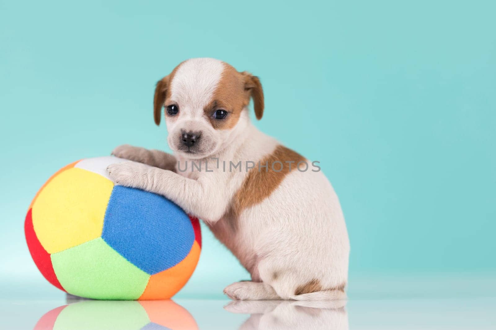 A happy puppy is playing with a ball