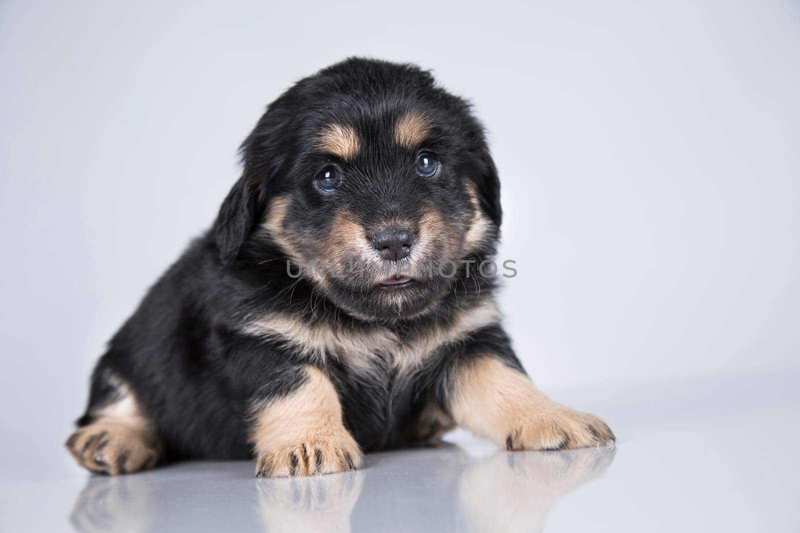 Little dog on a white background