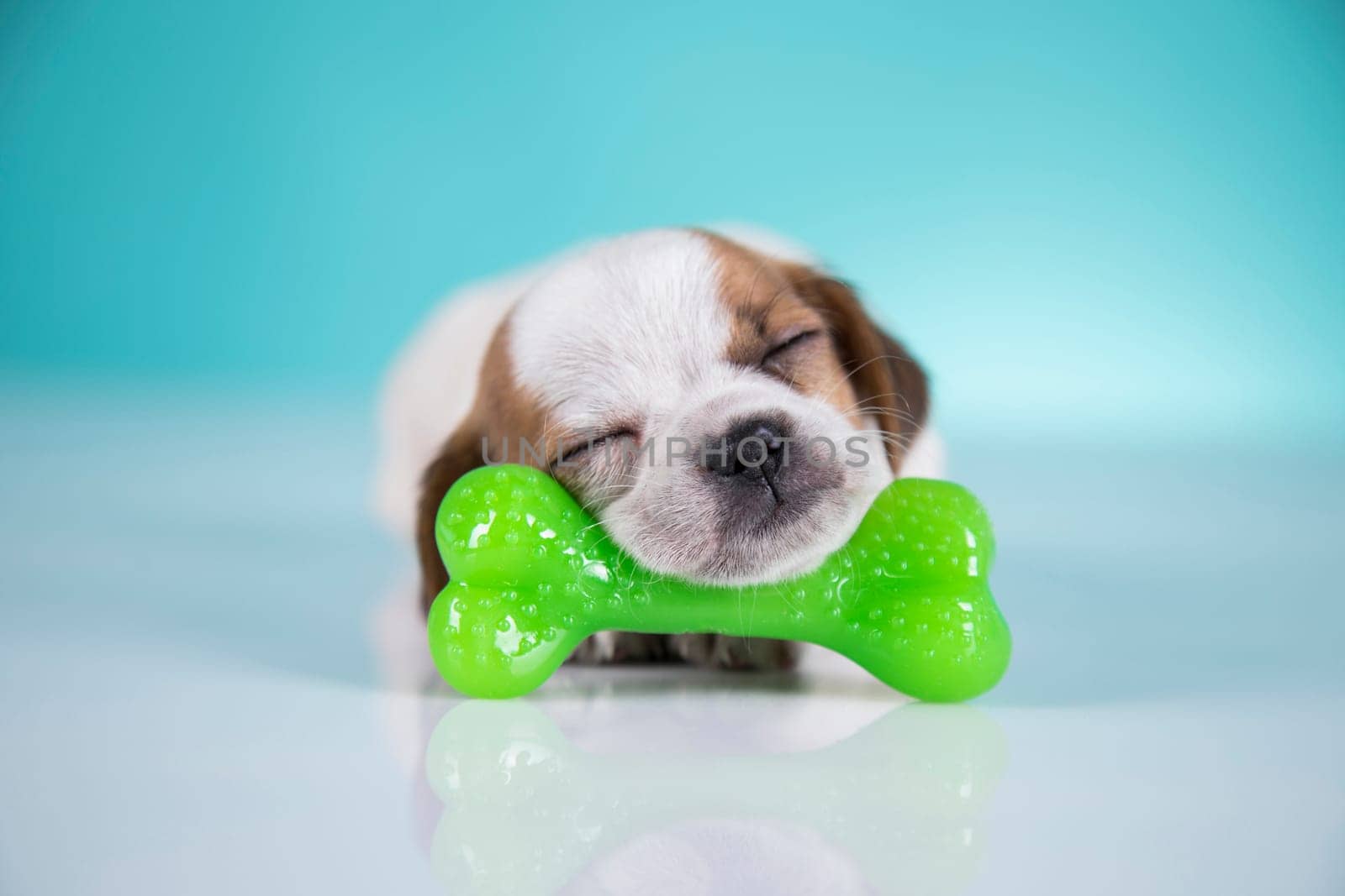 Dog sleeps with a rubber bone