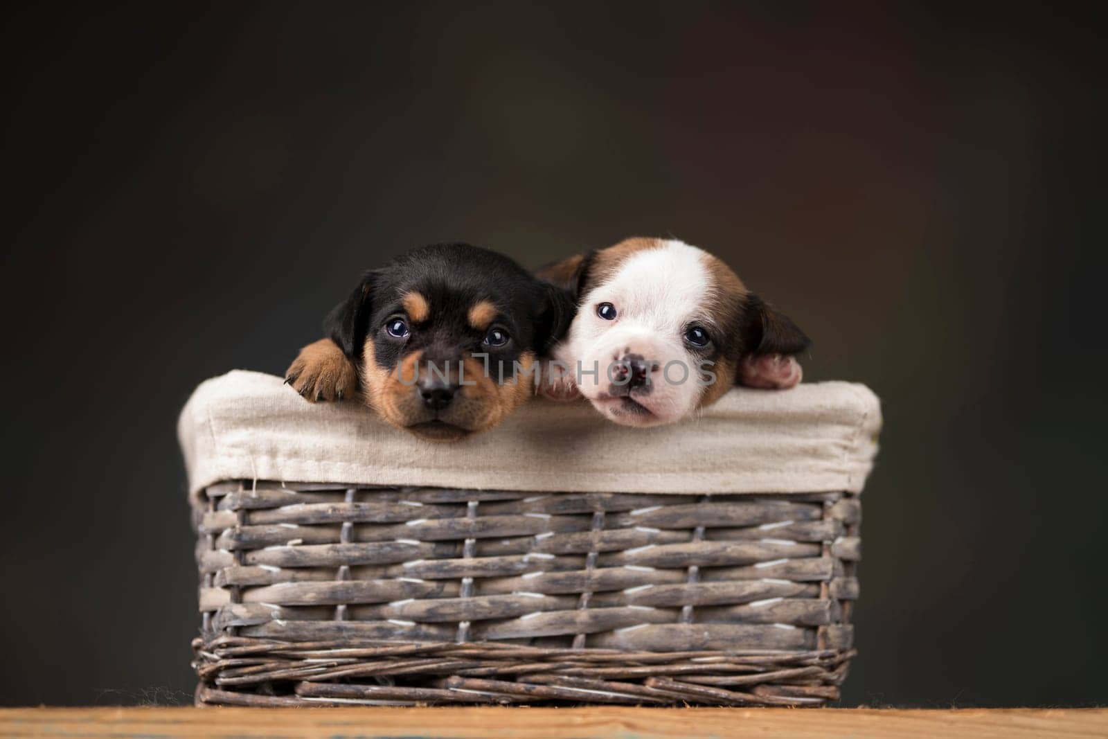 Small puppies in a wicker basket