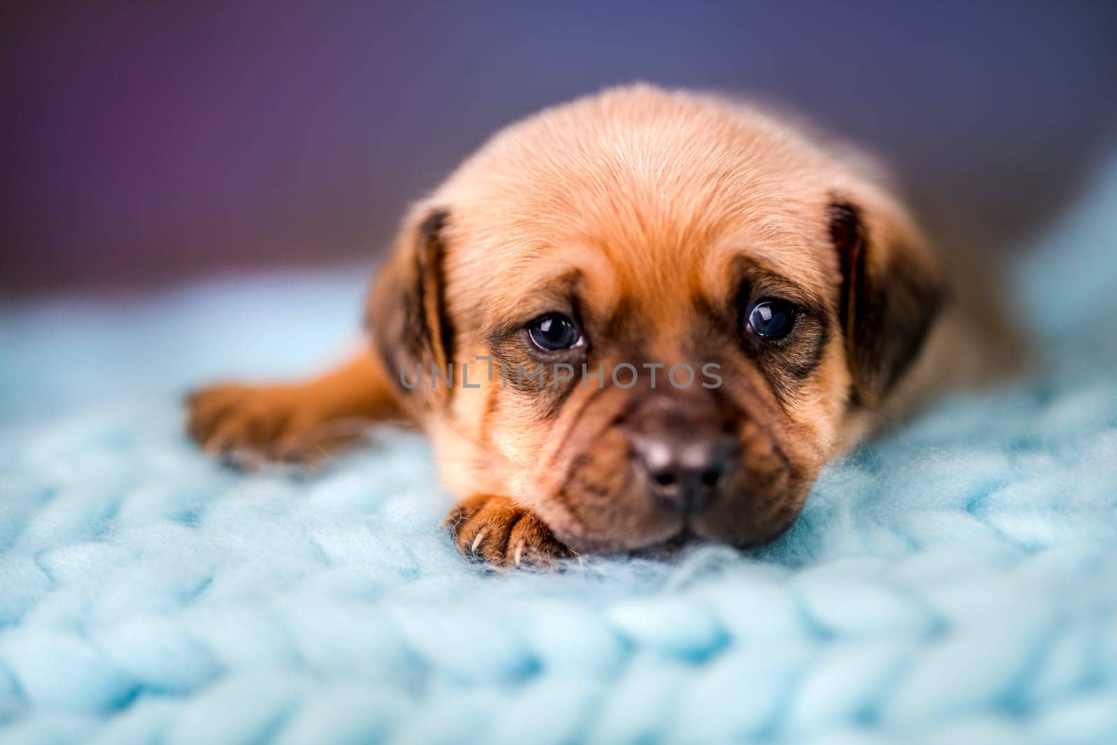 Little puppy breed is sleeping