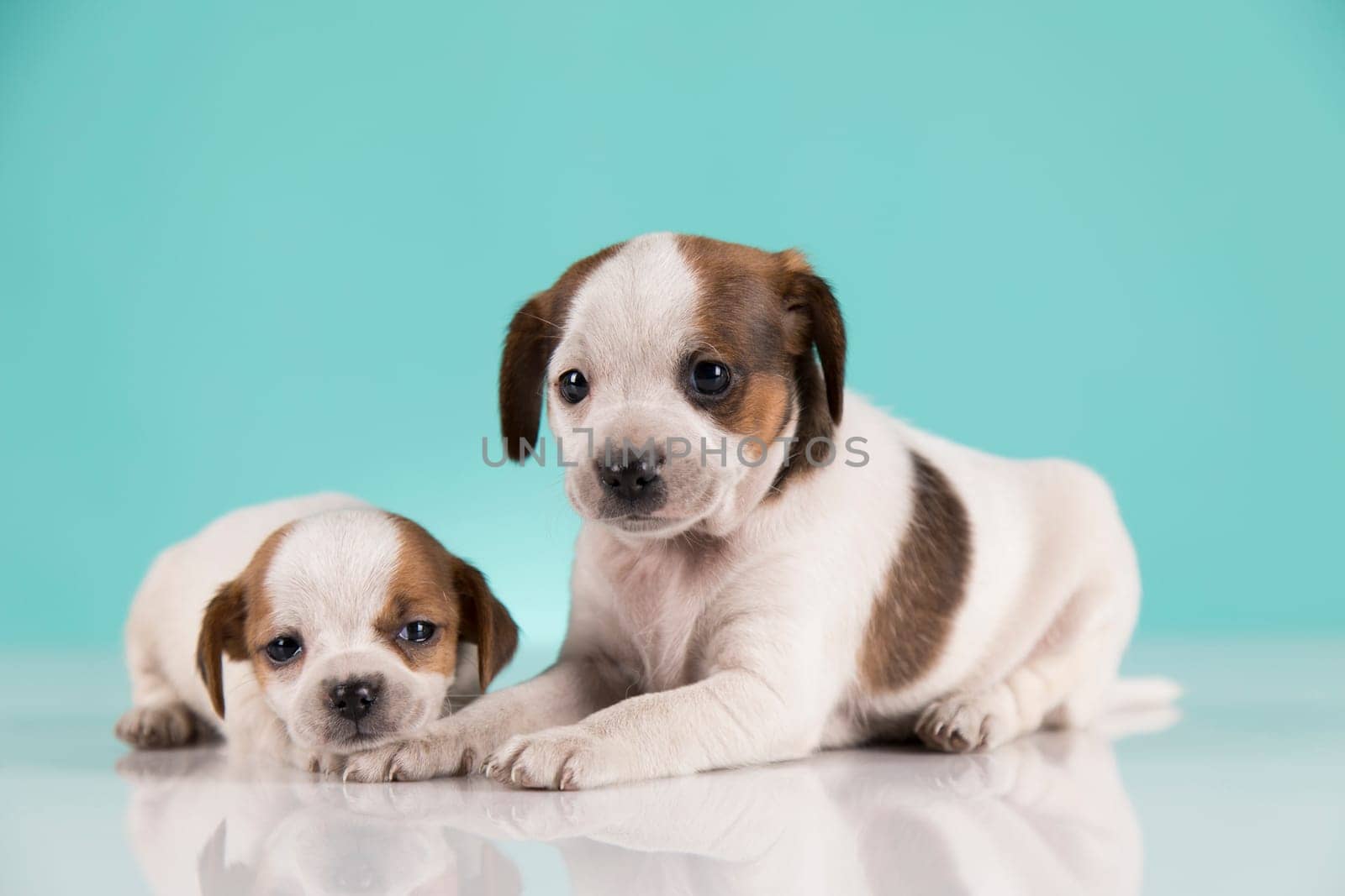 Two little dogs, puppy, animals concept