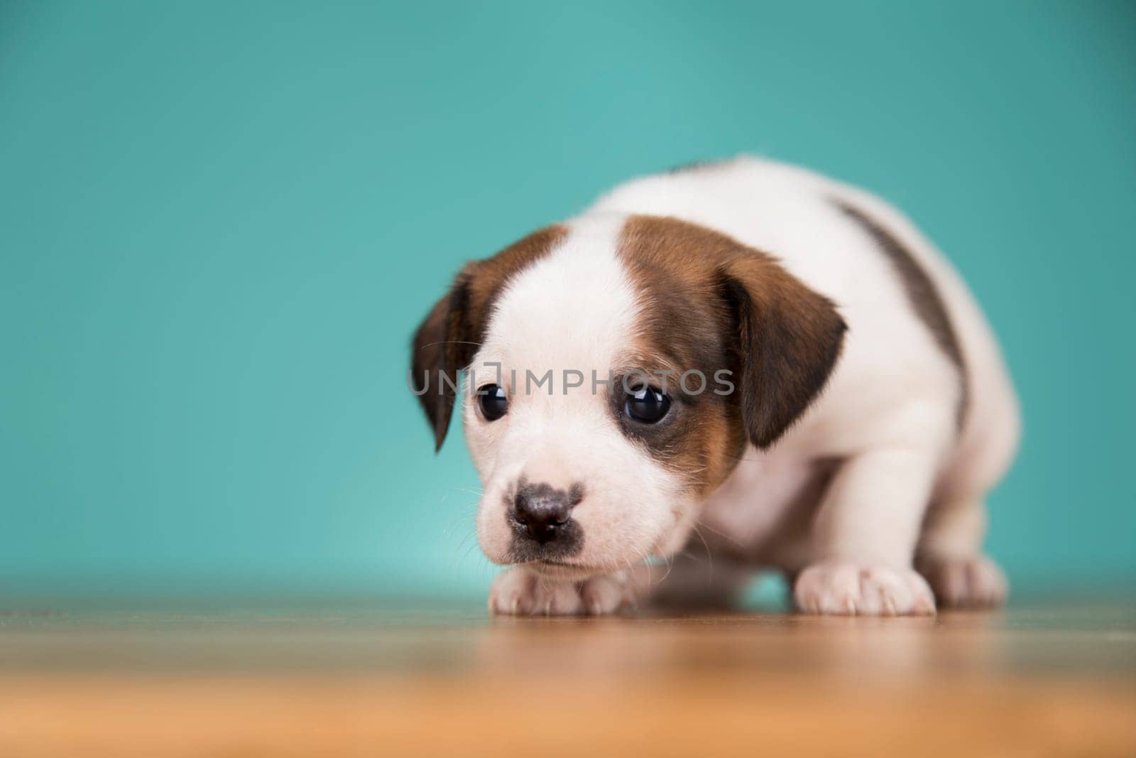 Little puppy dogs, animals concept