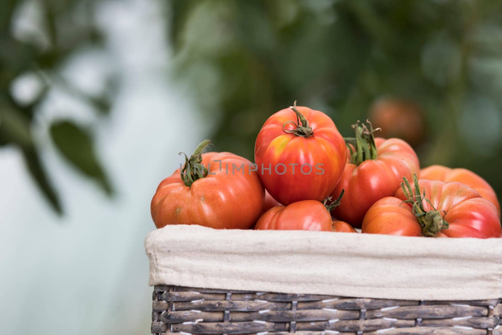 Tomatoes in a wicker basket