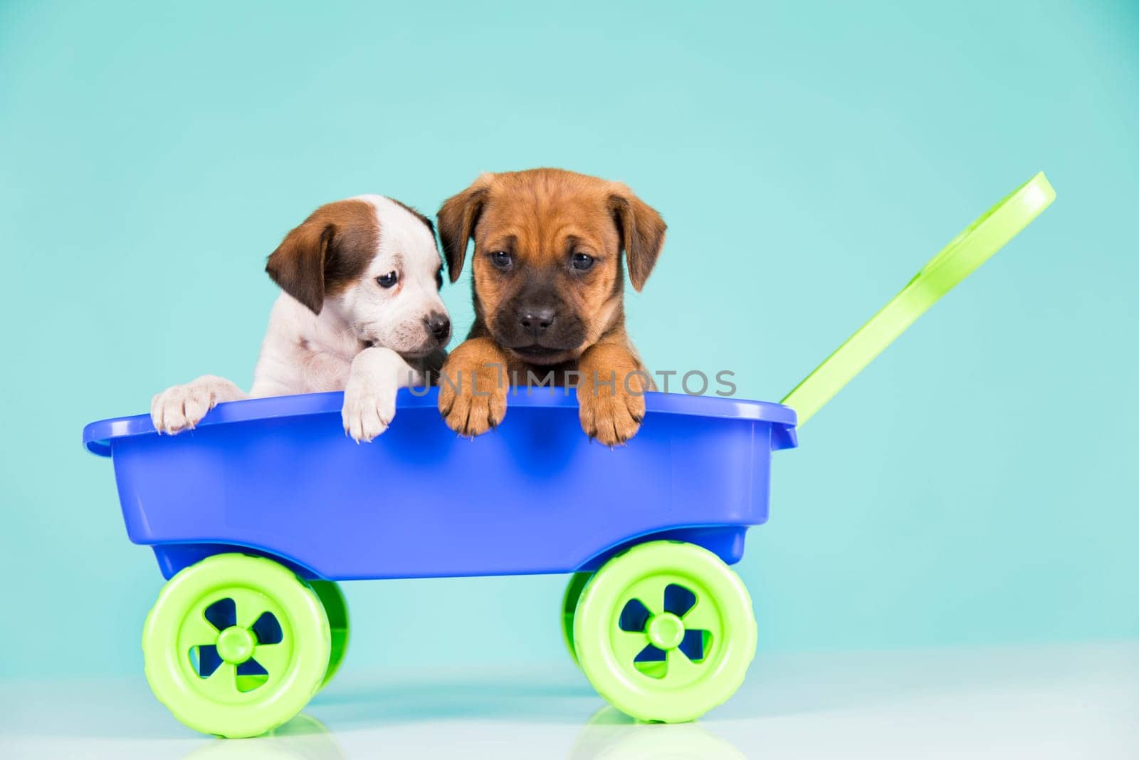 Beautiful little puppies in a toy wagon
