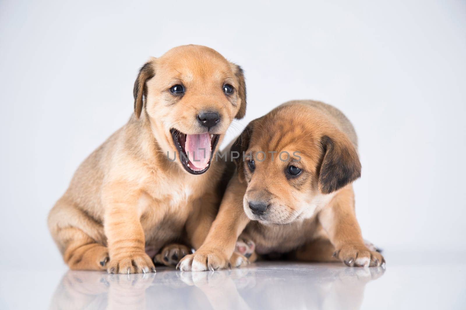 Two dogs  on a white background
