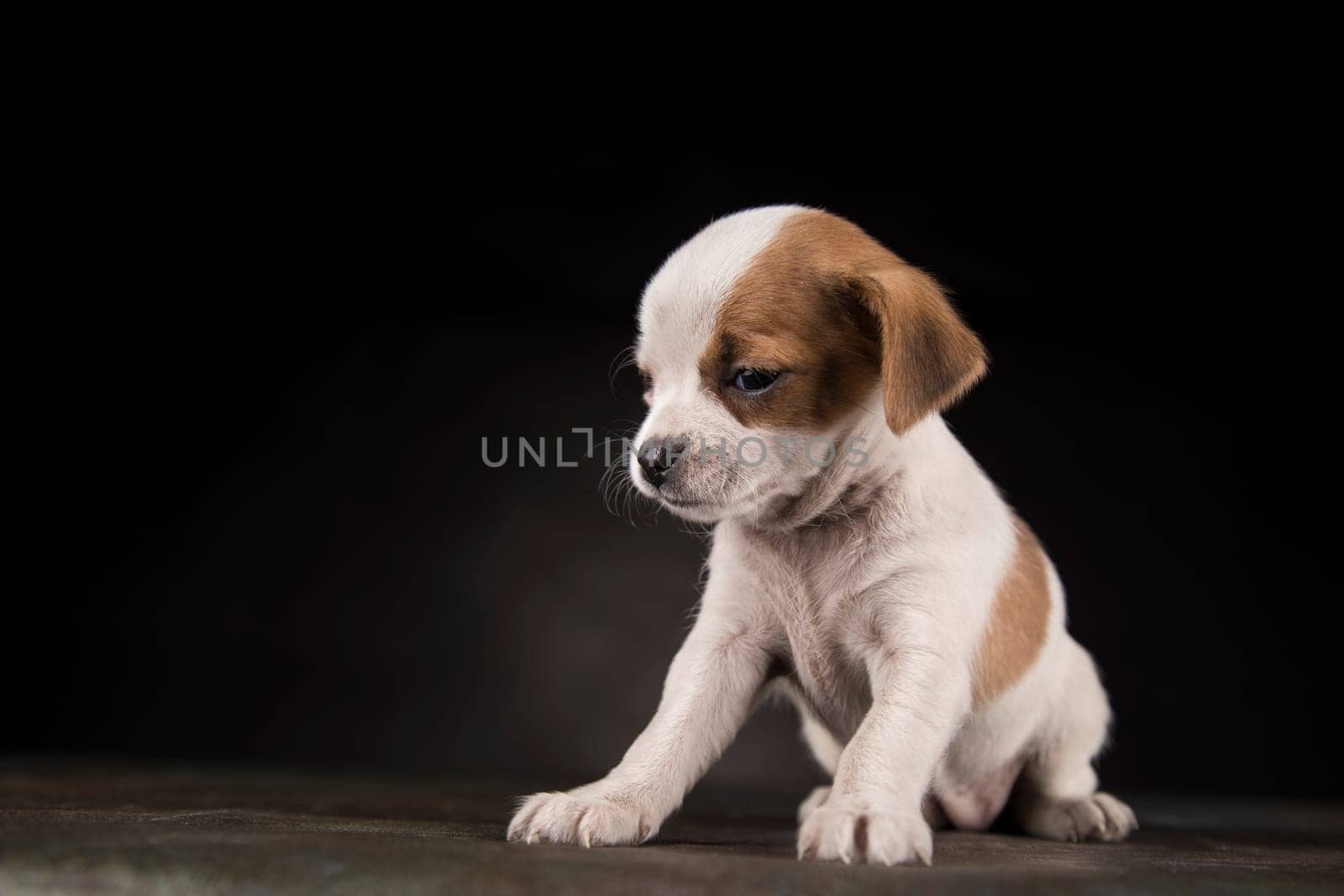 Dog on a black background