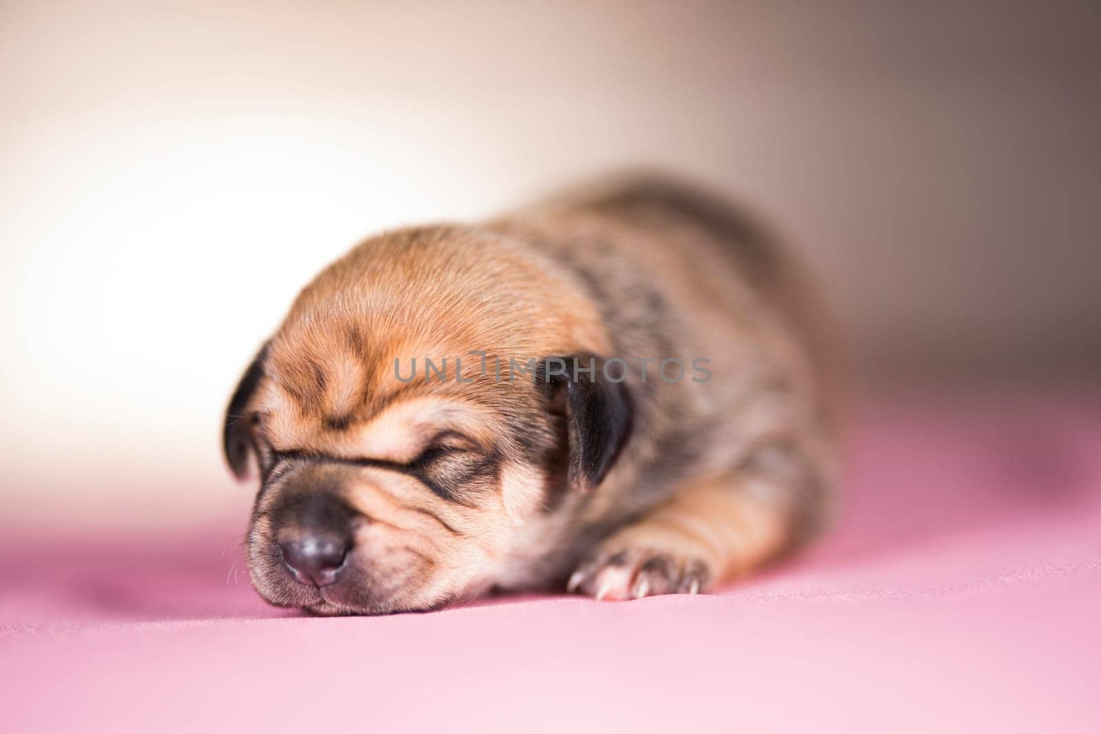 The dogs sleep, animals concept