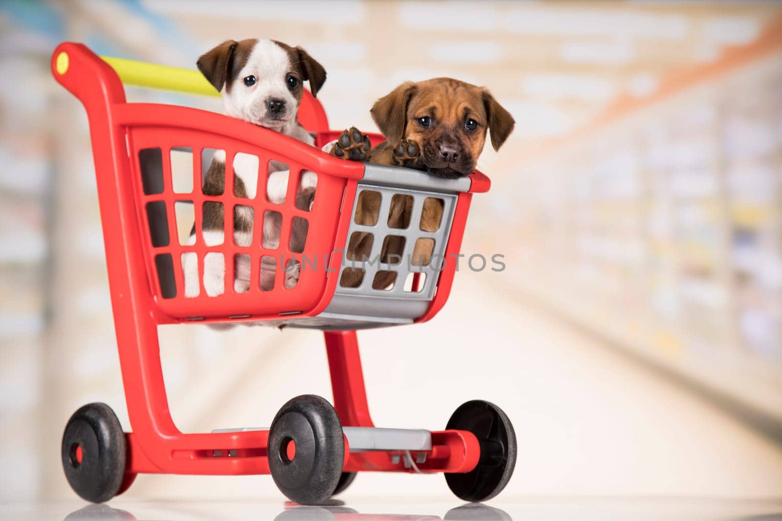 Little doggies in a shopping cart