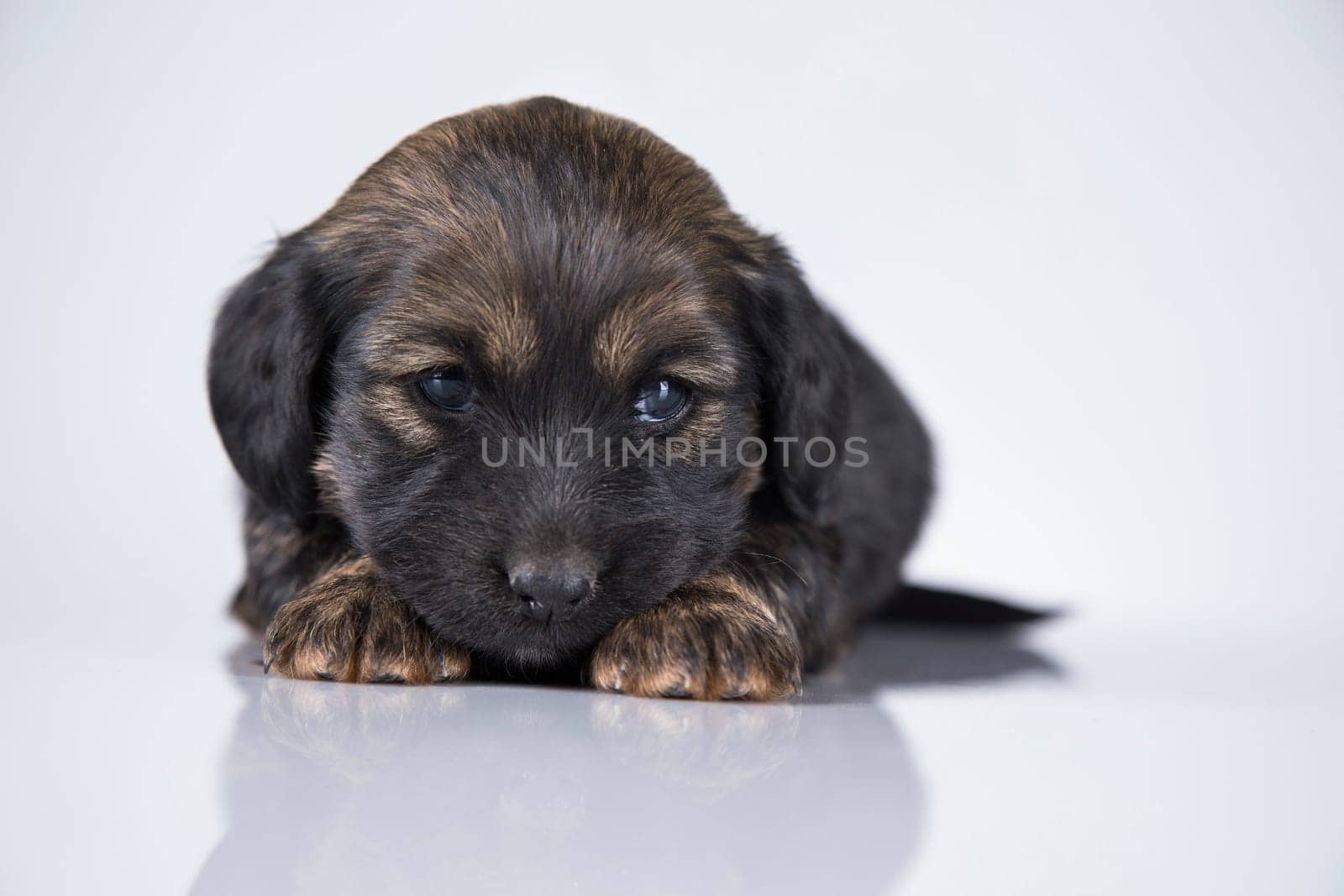 A small dog on a white background